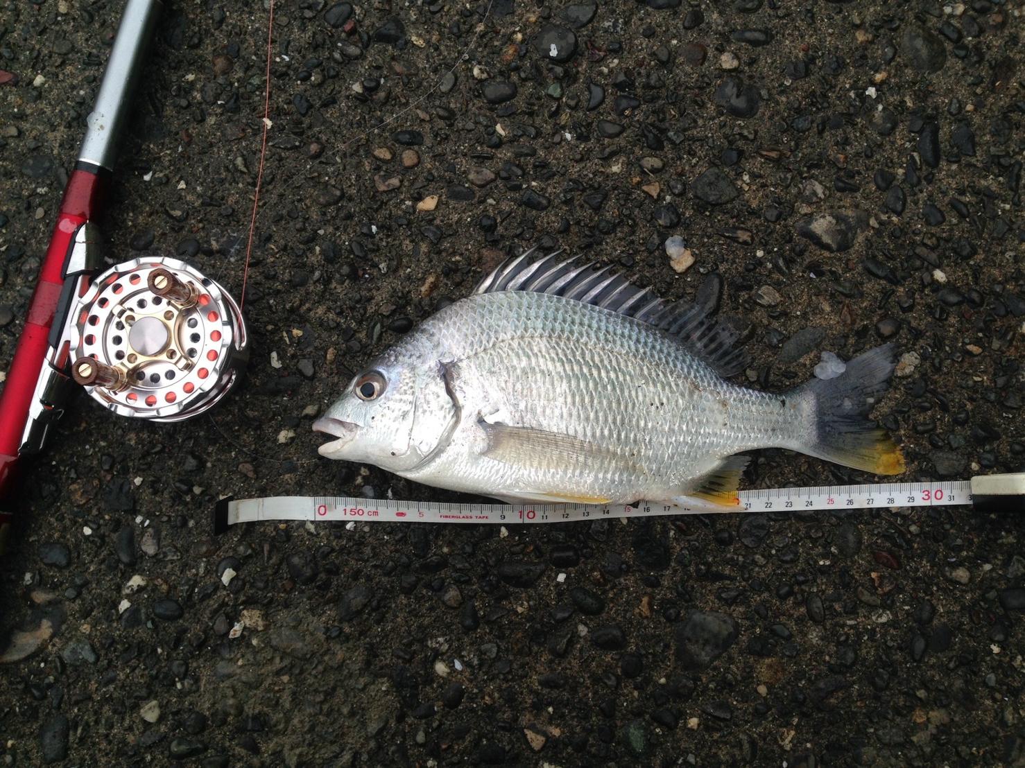 回収時に追い掛けて来た。
落し直したら釣れたキビレ！