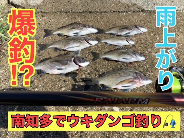 雨上がりにウキダンゴでクロダイ爆釣 釣具のイシグロ 釣り情報サイト