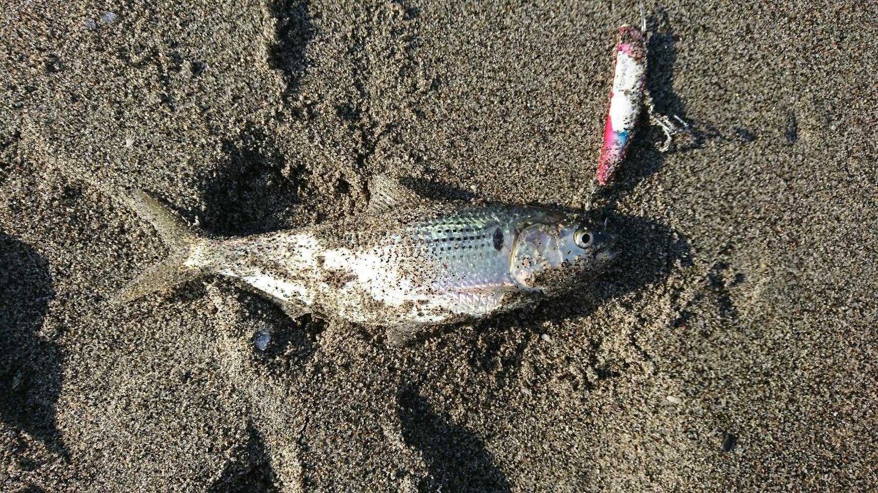 この日は「コノシロ」がたくさんいました。まだまだ青物、デカヒラメ、ランカーシーバス釣れそうですね♪