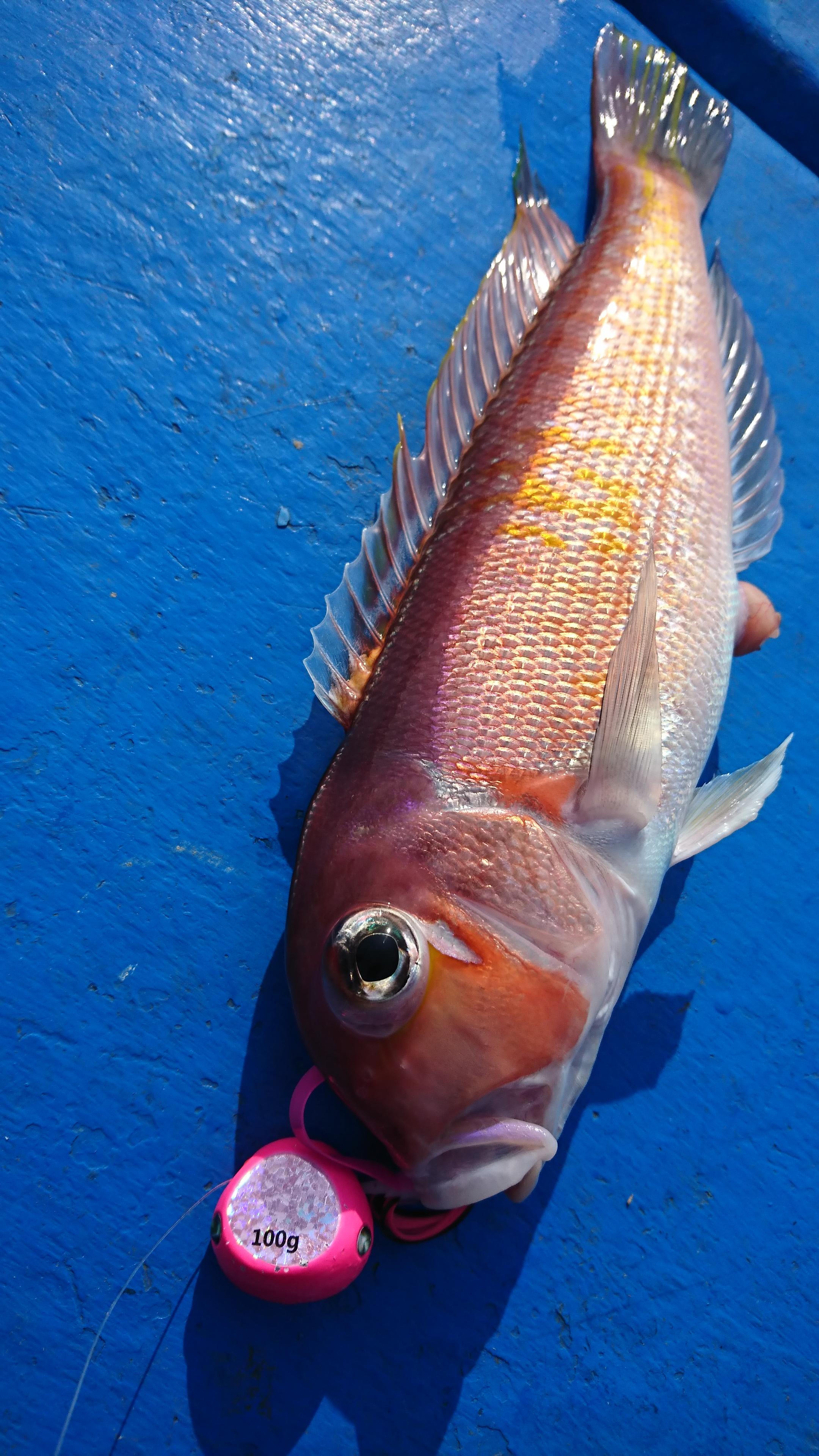 ヒットタイラバは紅牙のピンク100ｇで釣れました！