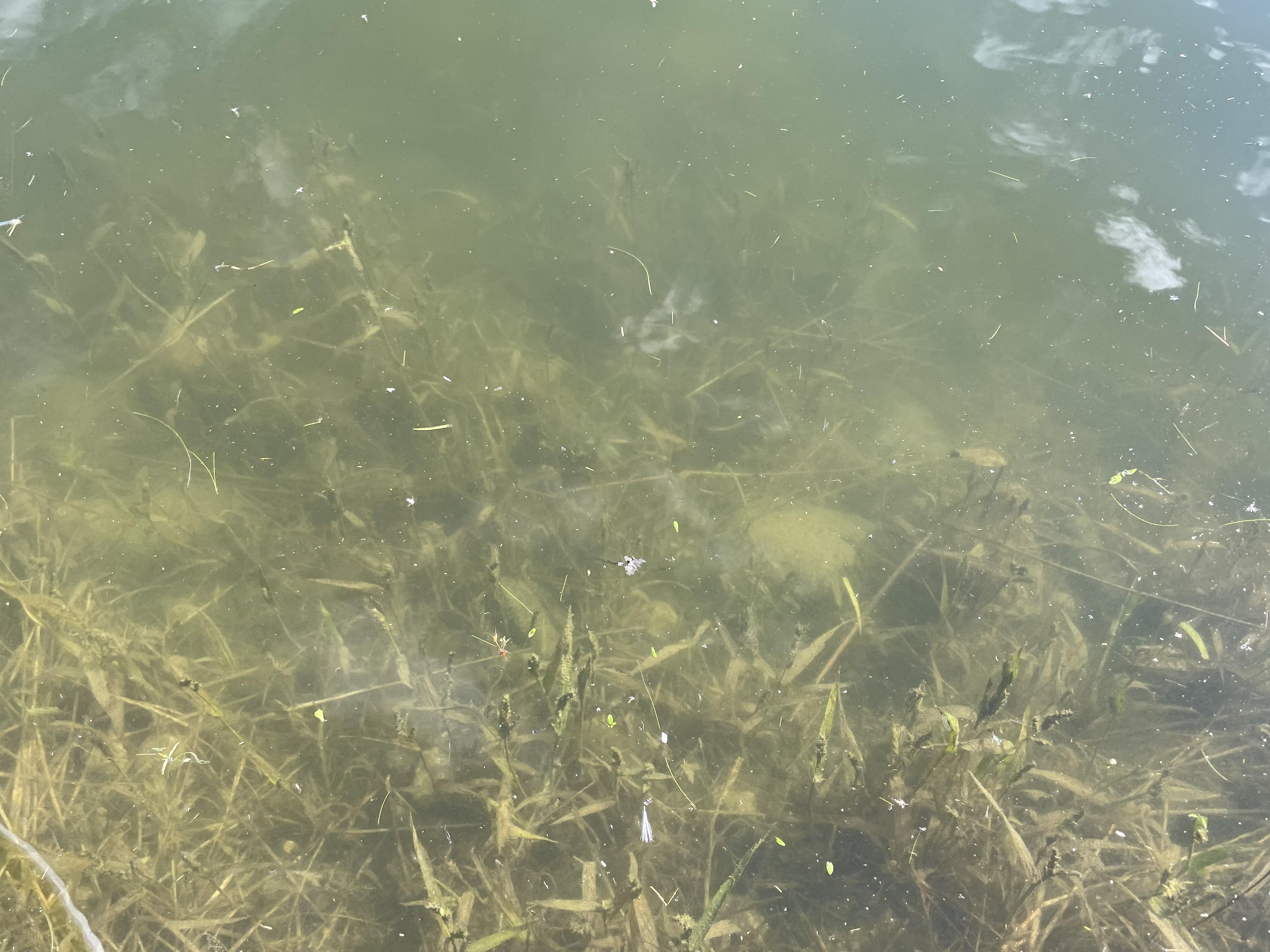 ボトムに藻が生えていたので、
根掛かりにはお気をつけください！