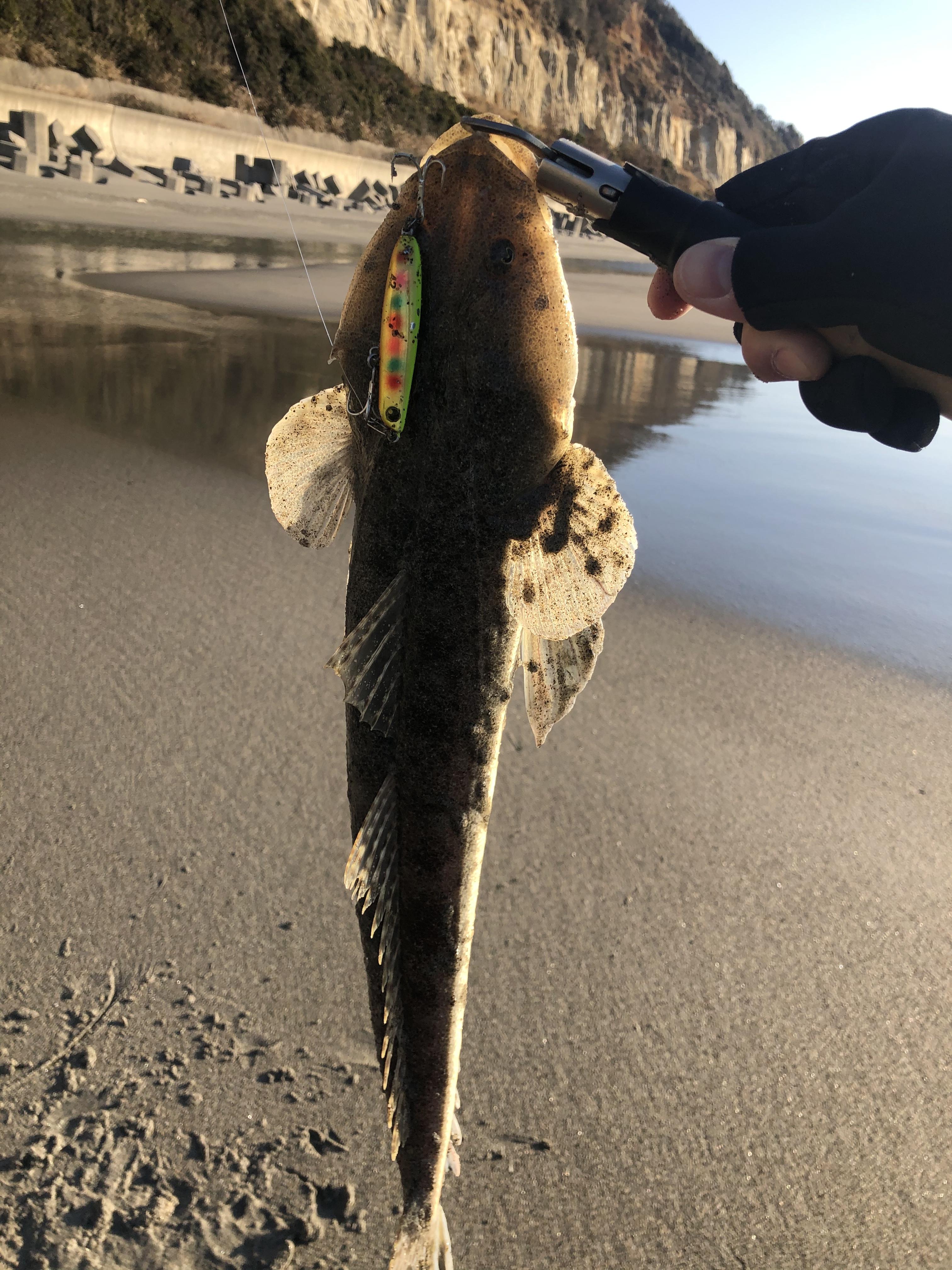 マゴチ釣ったどーー 釣具のイシグロ 釣り情報サイト