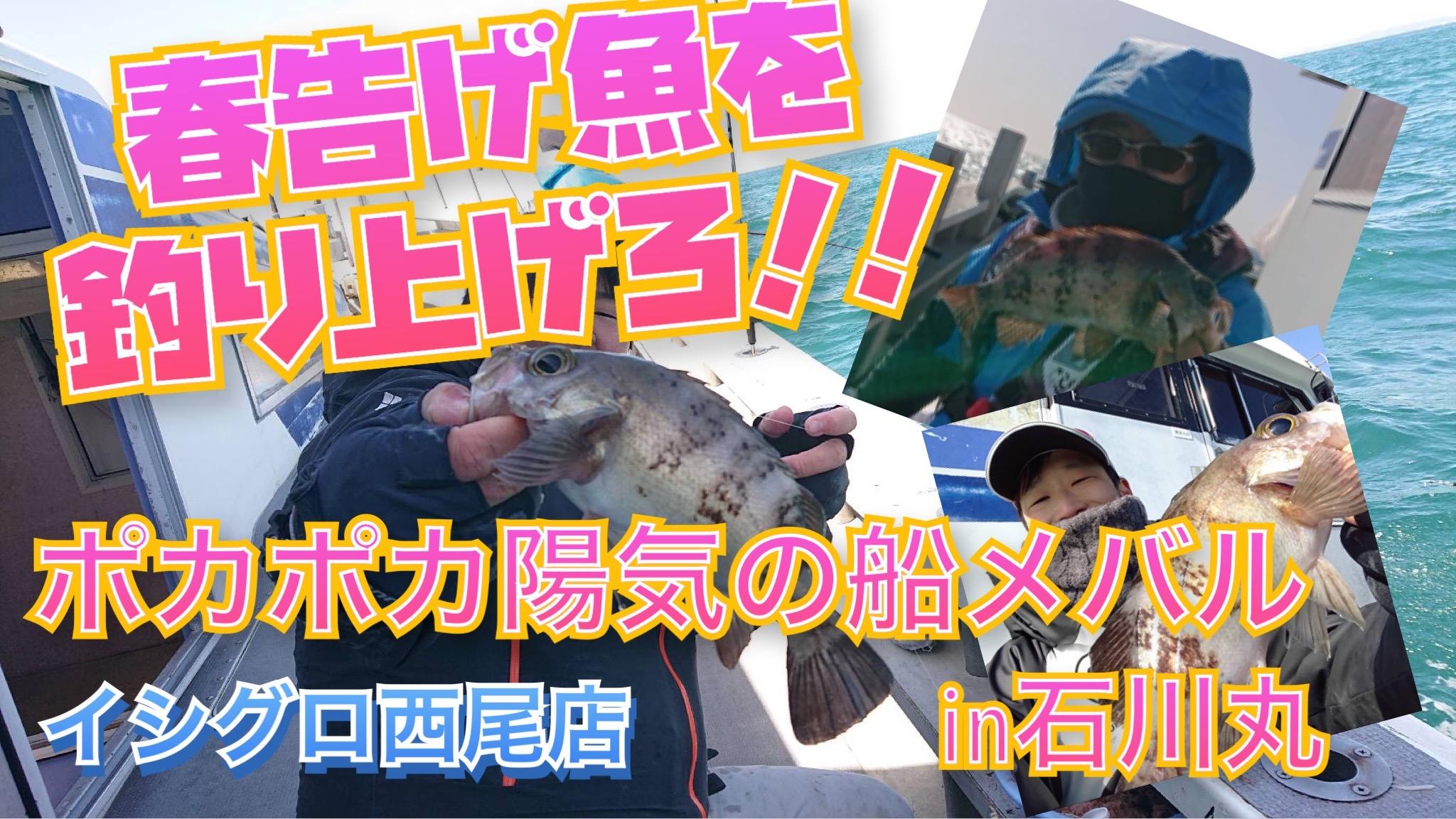 春告げ魚到来 船メバルで春らしい魚get 嬉しいゲストも In石川丸 イシグロ西尾店 釣具のイシグロ 釣り情報サイト