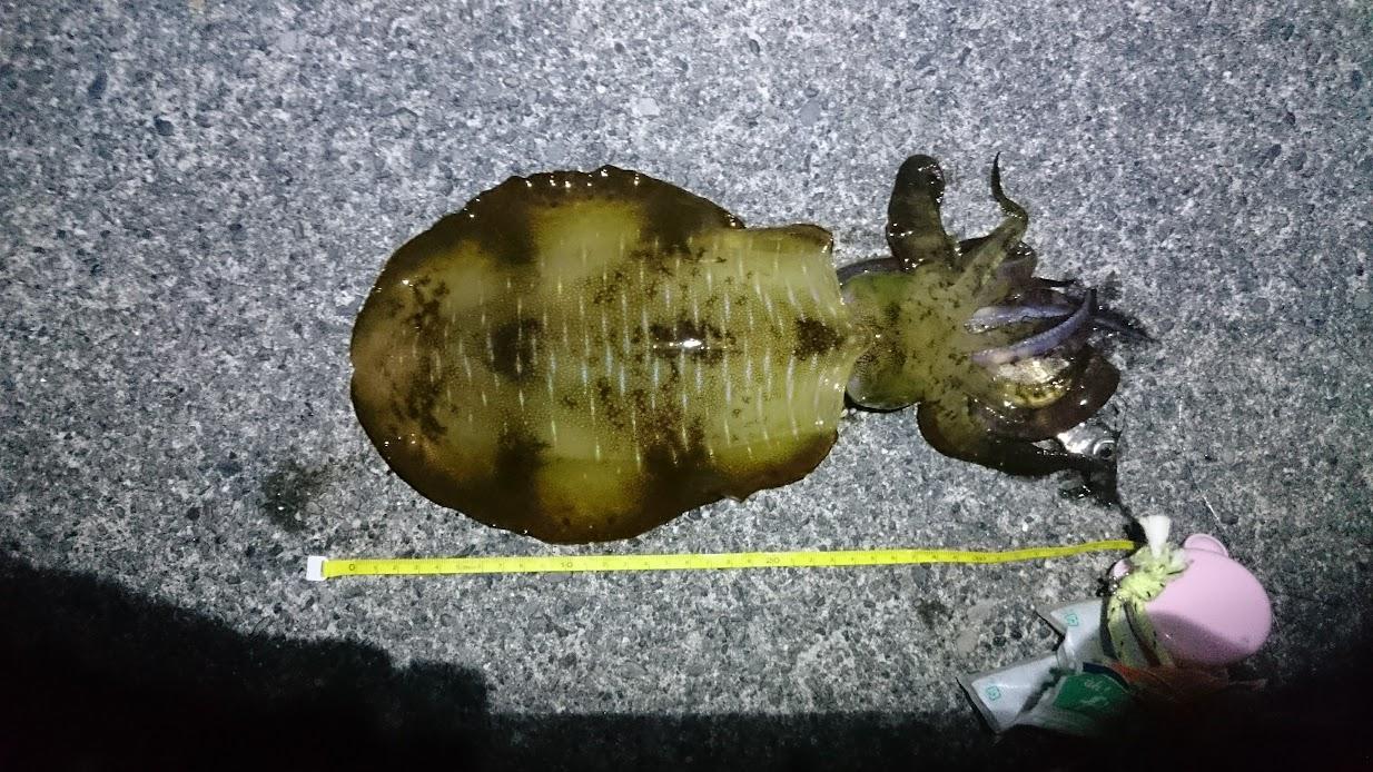 先にいた方が同じくらいのアオリイカを釣った後に太刀魚に切られたて内湾へ移動。私は自作のワイヤー仕掛けなのでそのまま入らせて頂きすぐにヒットしました。
その後帰り際に太刀魚がヒットするも、抜き上げでロデオ針Sが折れてポロリバラシしました。タモ入れが正解でしょうが、やはり飲ませていないとダメですね。