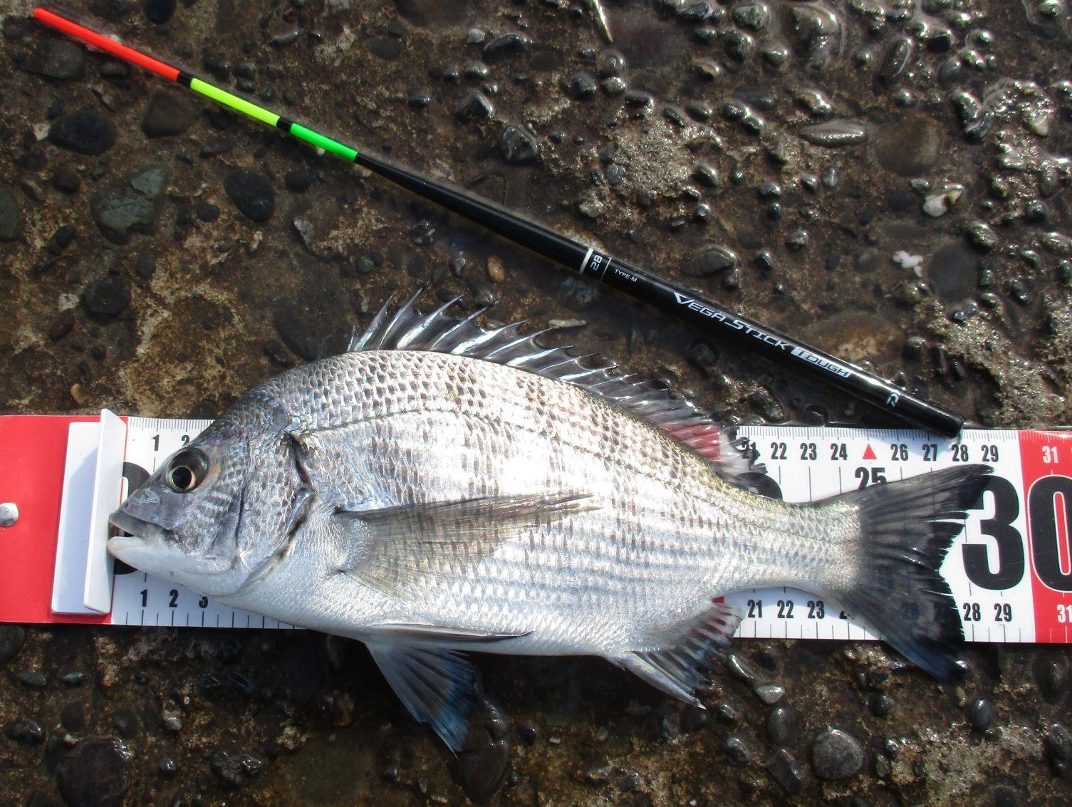 棒ウキふかせ釣りで、クロダイ