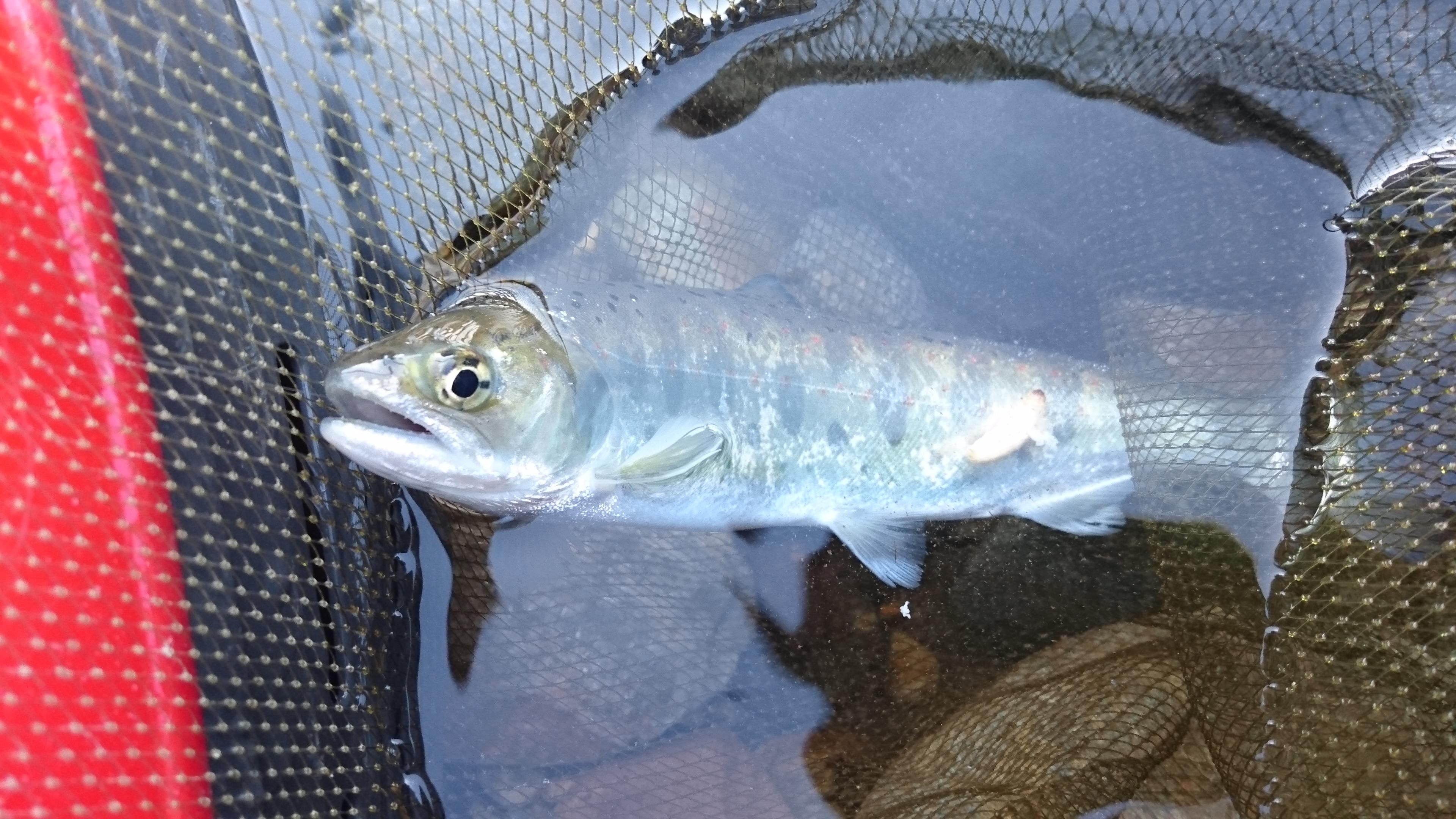 放流魚のシラメでした！