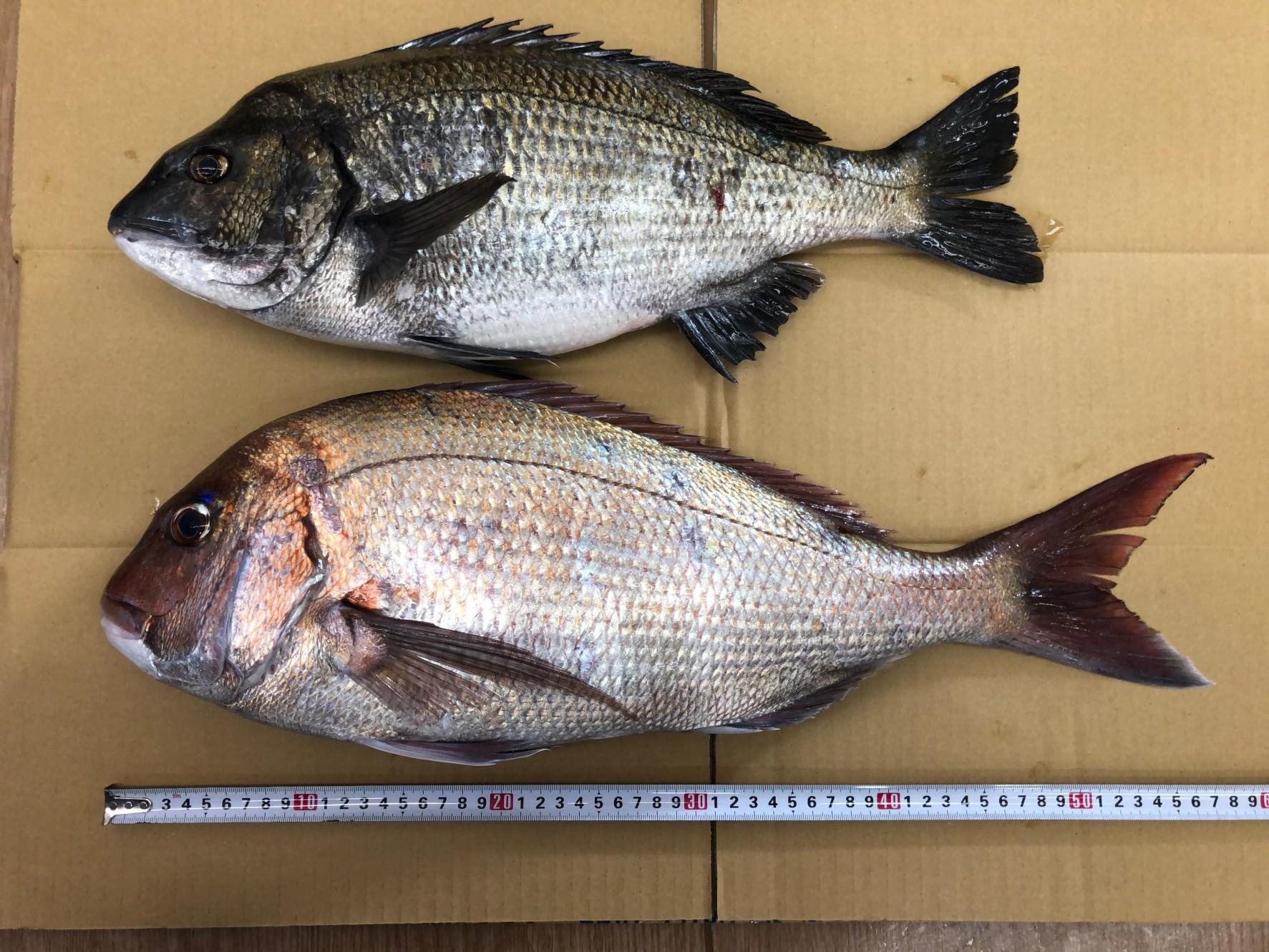 マダイは58㎝！クロダイは48㎝と共に良型サイズ！！釣り方はカゴ釣りで釣れました！