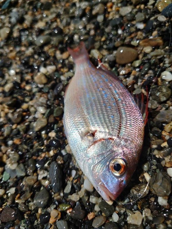 小型のチダイが釣れました！小さいサイズでしたので優しくリリースしてあげました。