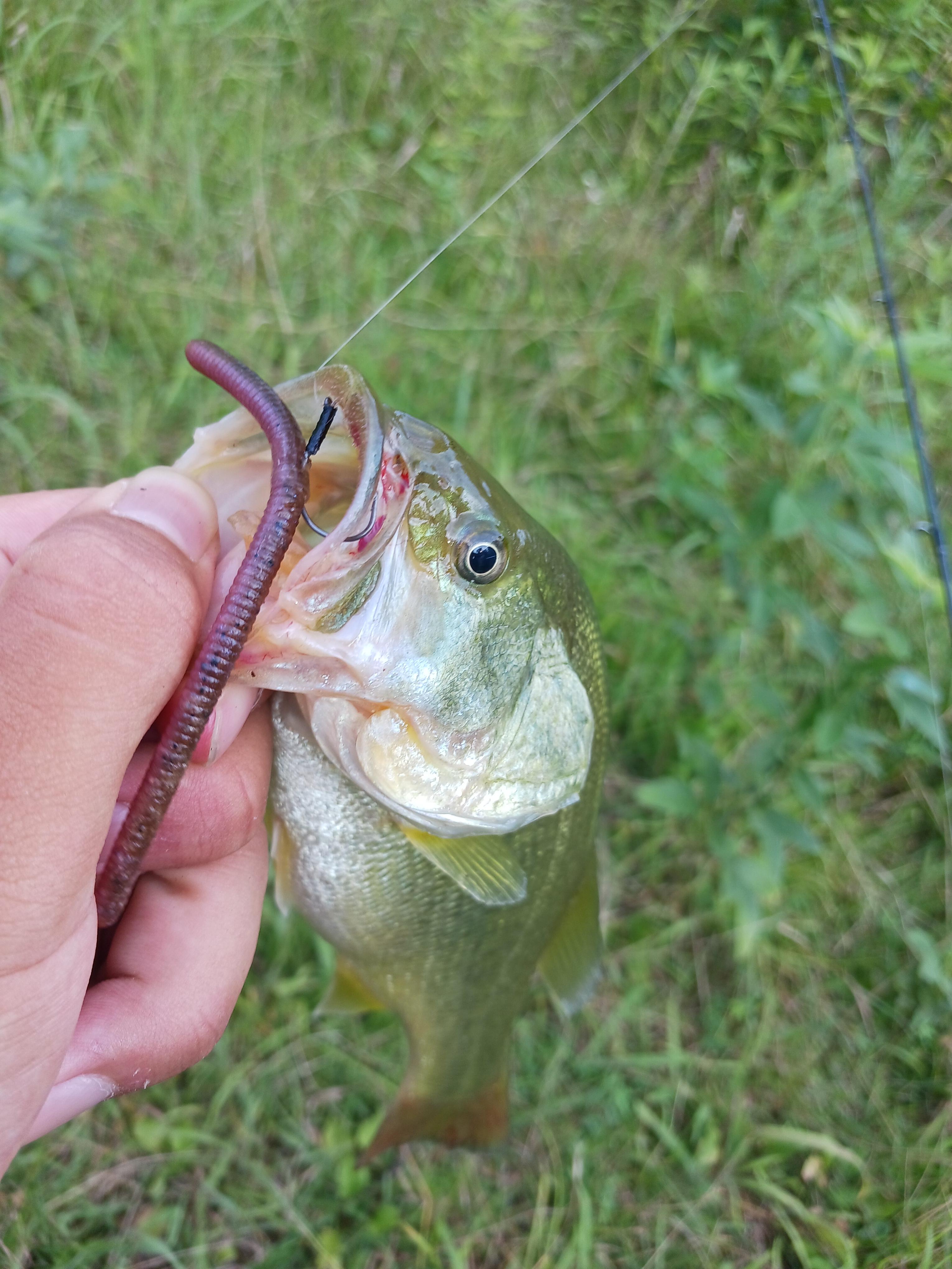 同じくヤミィスリムのネコリグ