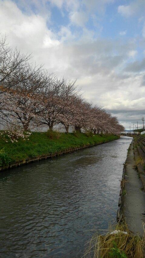 アルクスポンド下流の桜並木は２～３分咲きといったところです。