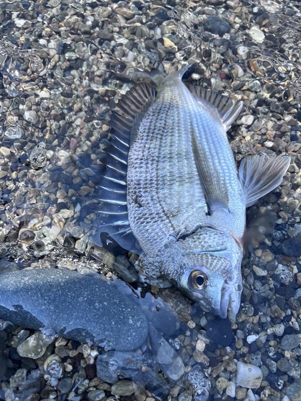 沼津サーフのクロダイはとてもキレイです！食味も最高なのでぜひ皆様もクロダイを釣ってみてください。