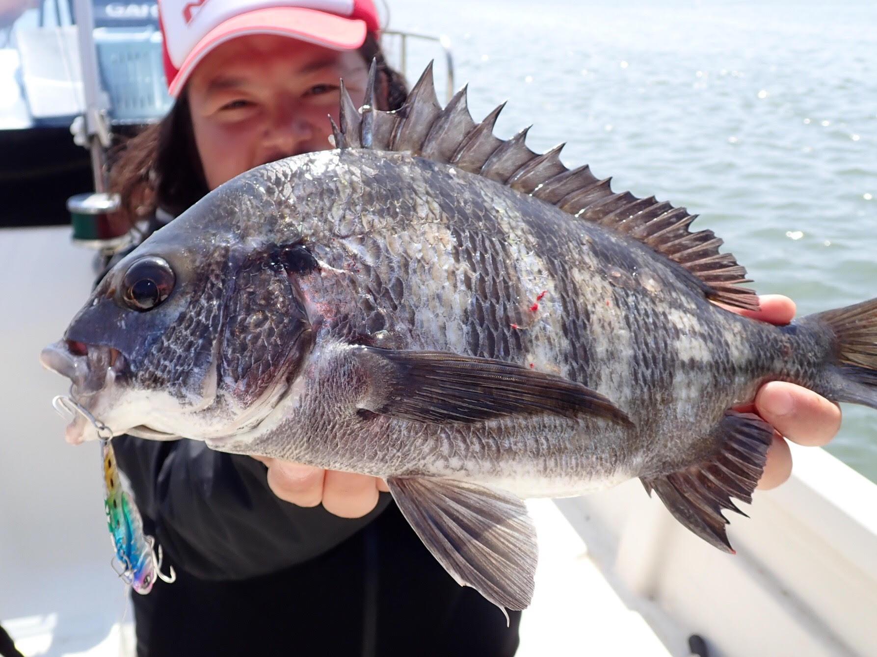 浜名湖で三日連続キャッチ ニコバイブ15ｇで黒鯛 釣具のイシグロ 釣り情報サイト