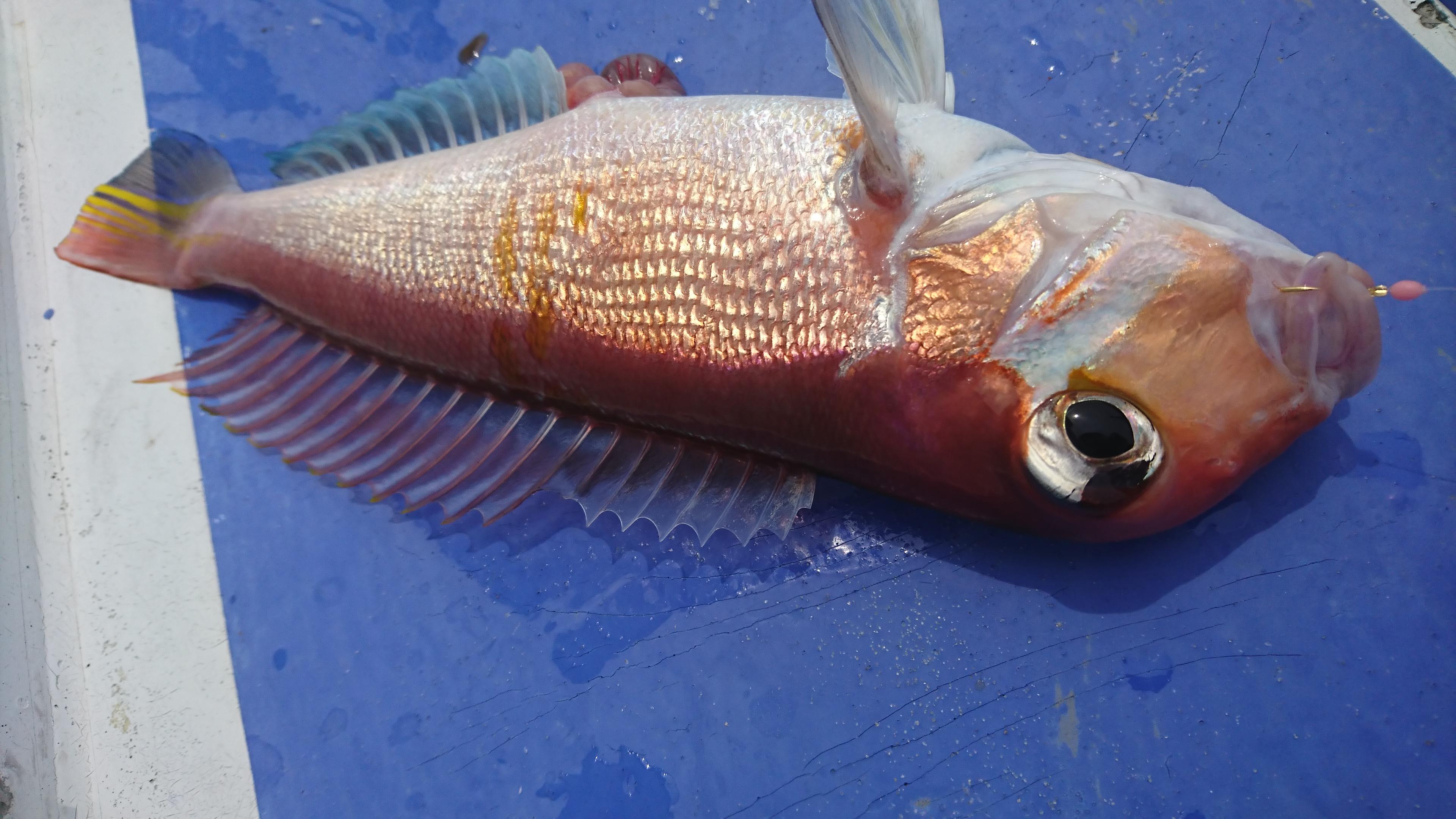 高級魚アマダイも釣れました！