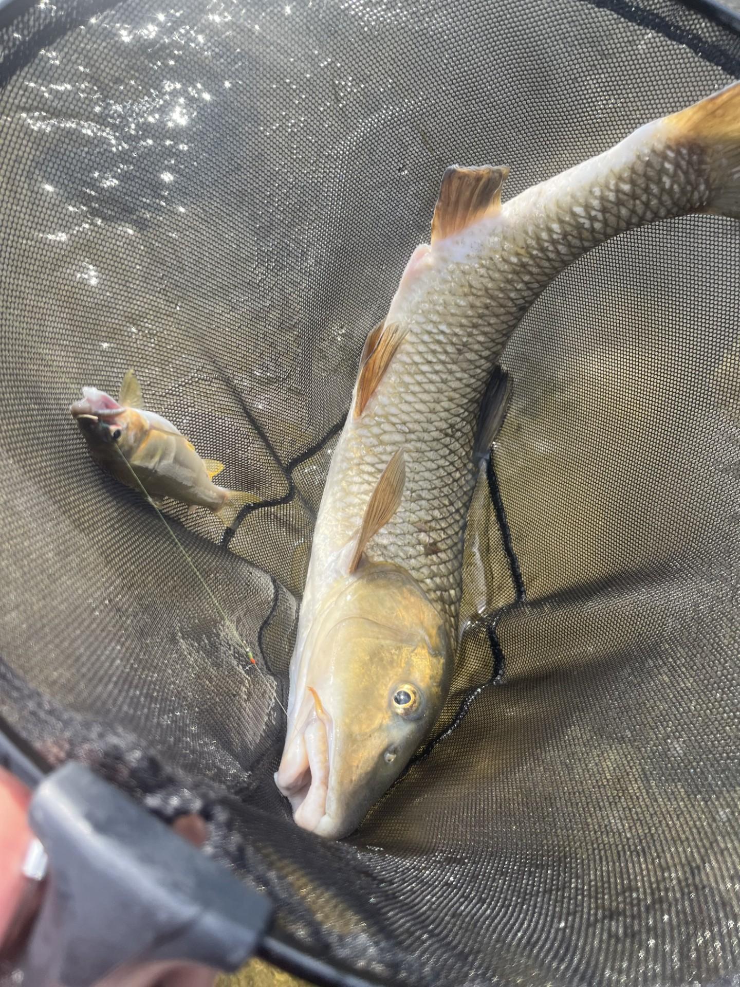 鮎に食ってきた怪物ロクマルのニゴイ！！