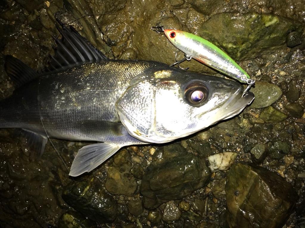 奥浜名湖シーバス開幕 釣具のイシグロ 釣り情報サイト