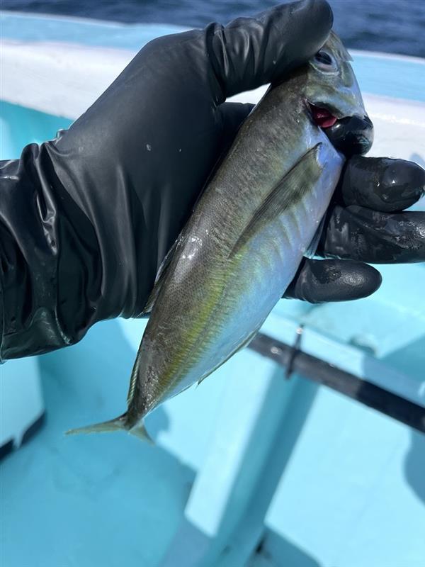 アジも釣れます！このアジがとても脂が乗っていてものすごく美味しいです！