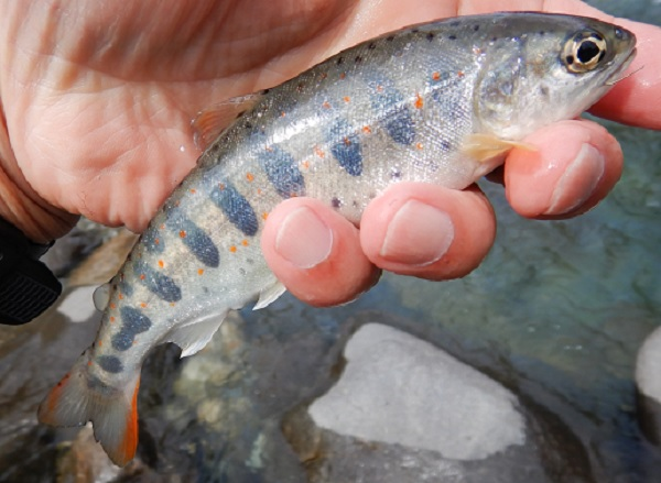 ヒラタで釣れた綺麗なアマゴ