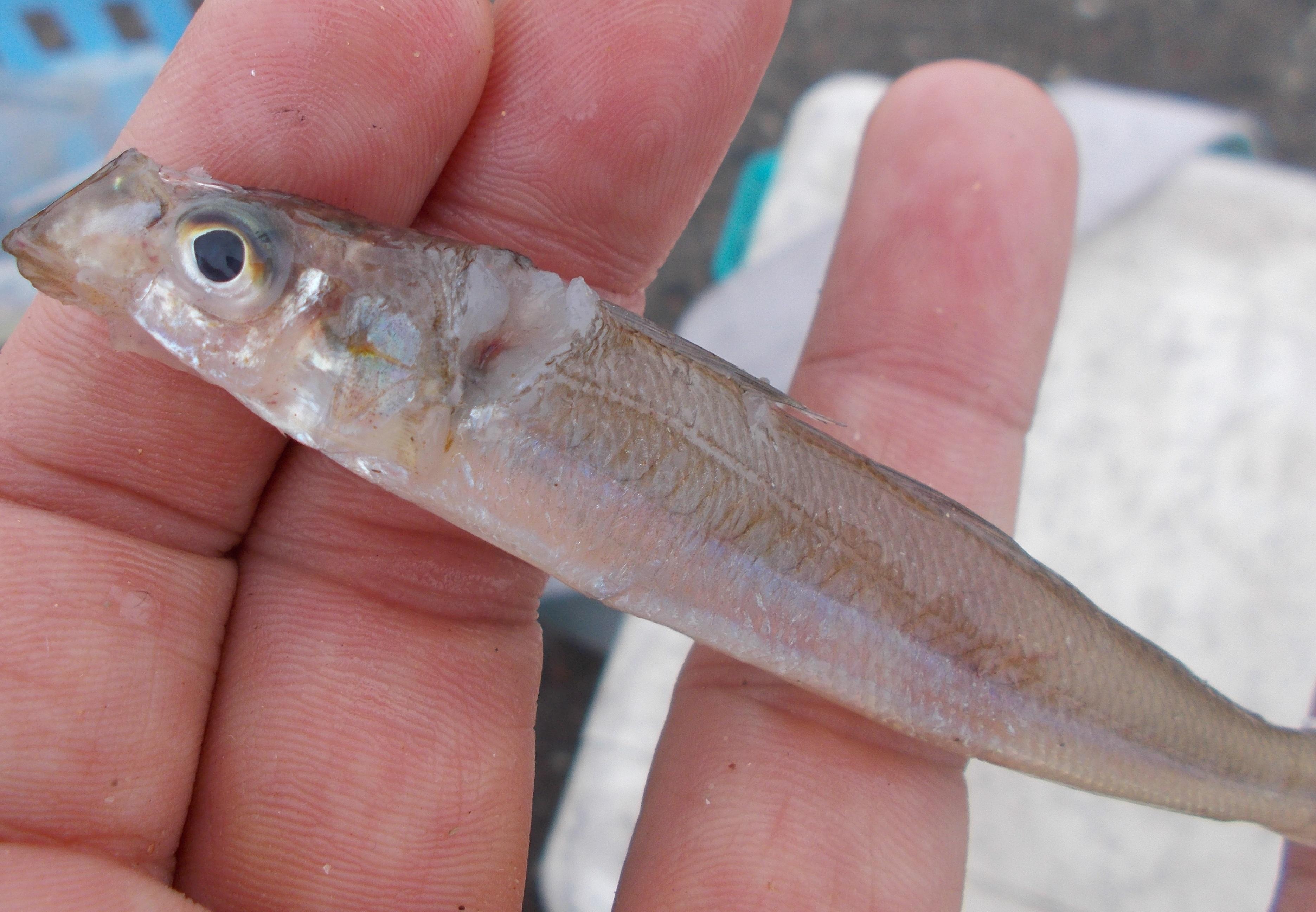 釣れたキスに何かが喰いついてキスがぼろぼろに・・・