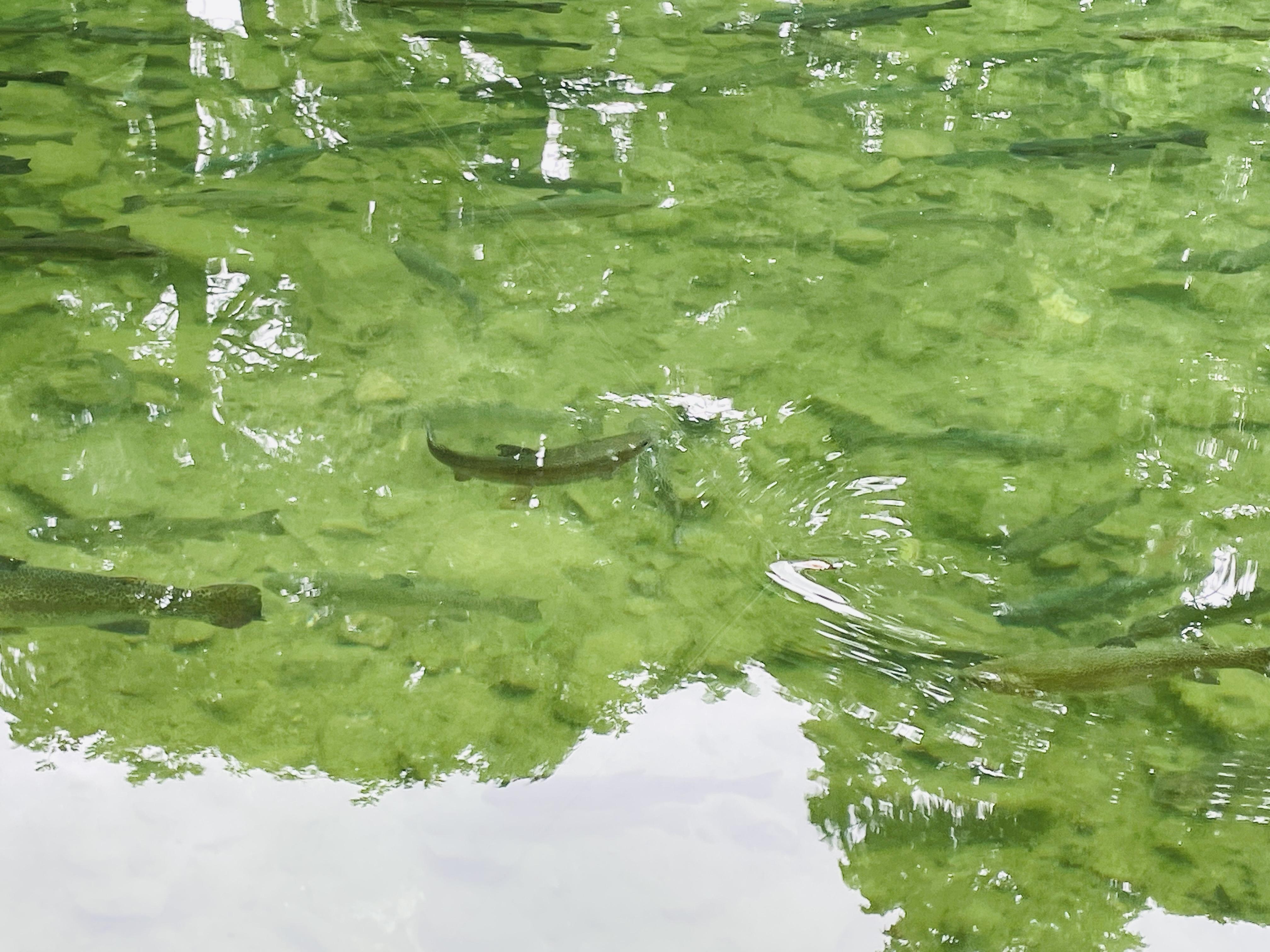 第3ポンドは水質が超どクリア！
ルアーや魚の動きが良く見えるので、
練習にも最適です♪