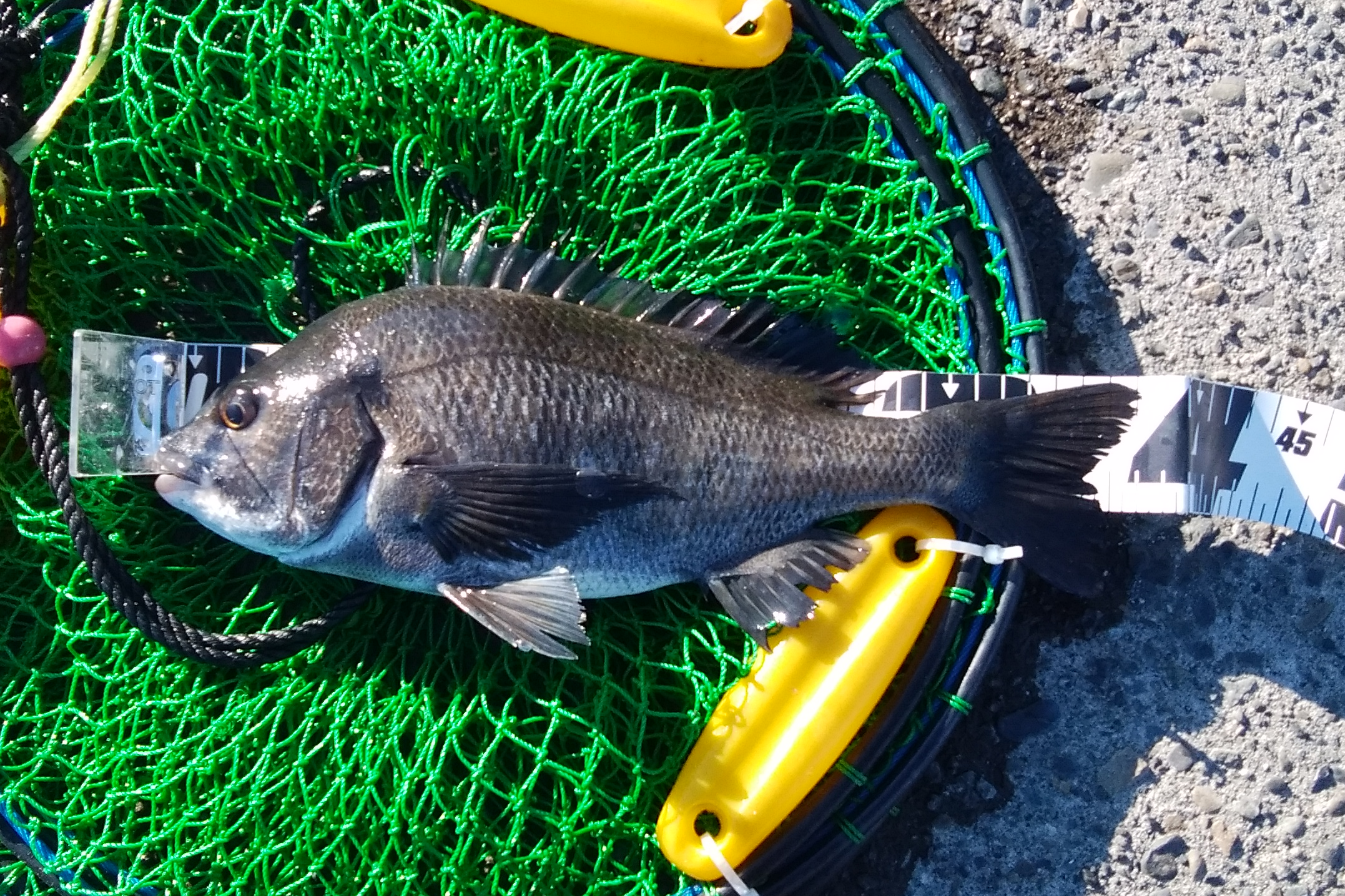 焼津港 冬のウキダンゴ釣り 釣具のイシグロ 釣り情報サイト