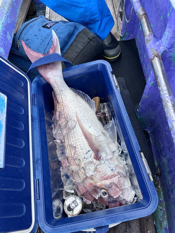 深場のアジ釣りポイントで乗船されていた別のお客様は大型マダイの釣果もありました！4㎏弱で仕掛けはハリス4号4.5ｍ2本針で下の針にヒットしました！