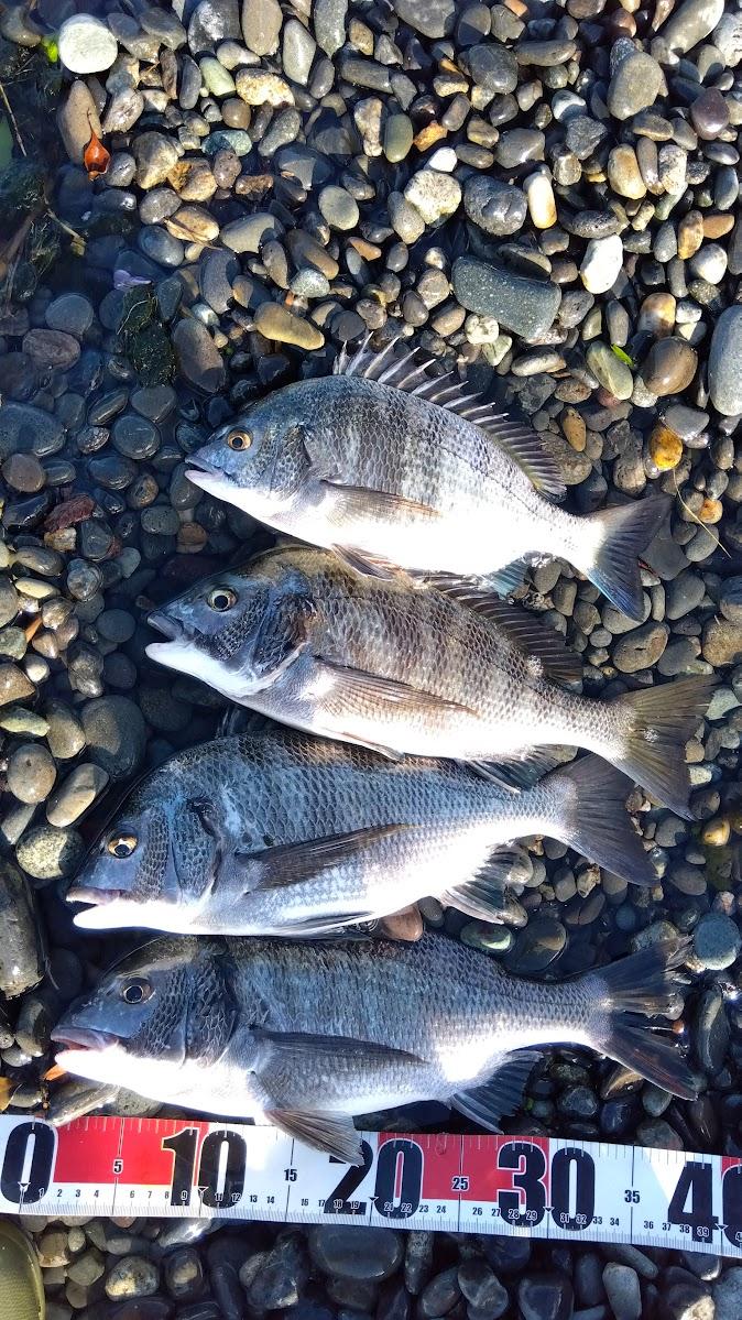 やはり3匹釣るとだいぶ場が荒れて厳しいです
いつもよりちょっと粘って4匹目ゲットでした