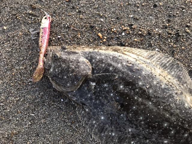 浜王 小さいヒラメですが釣れました 釣具のイシグロ 釣り情報サイト