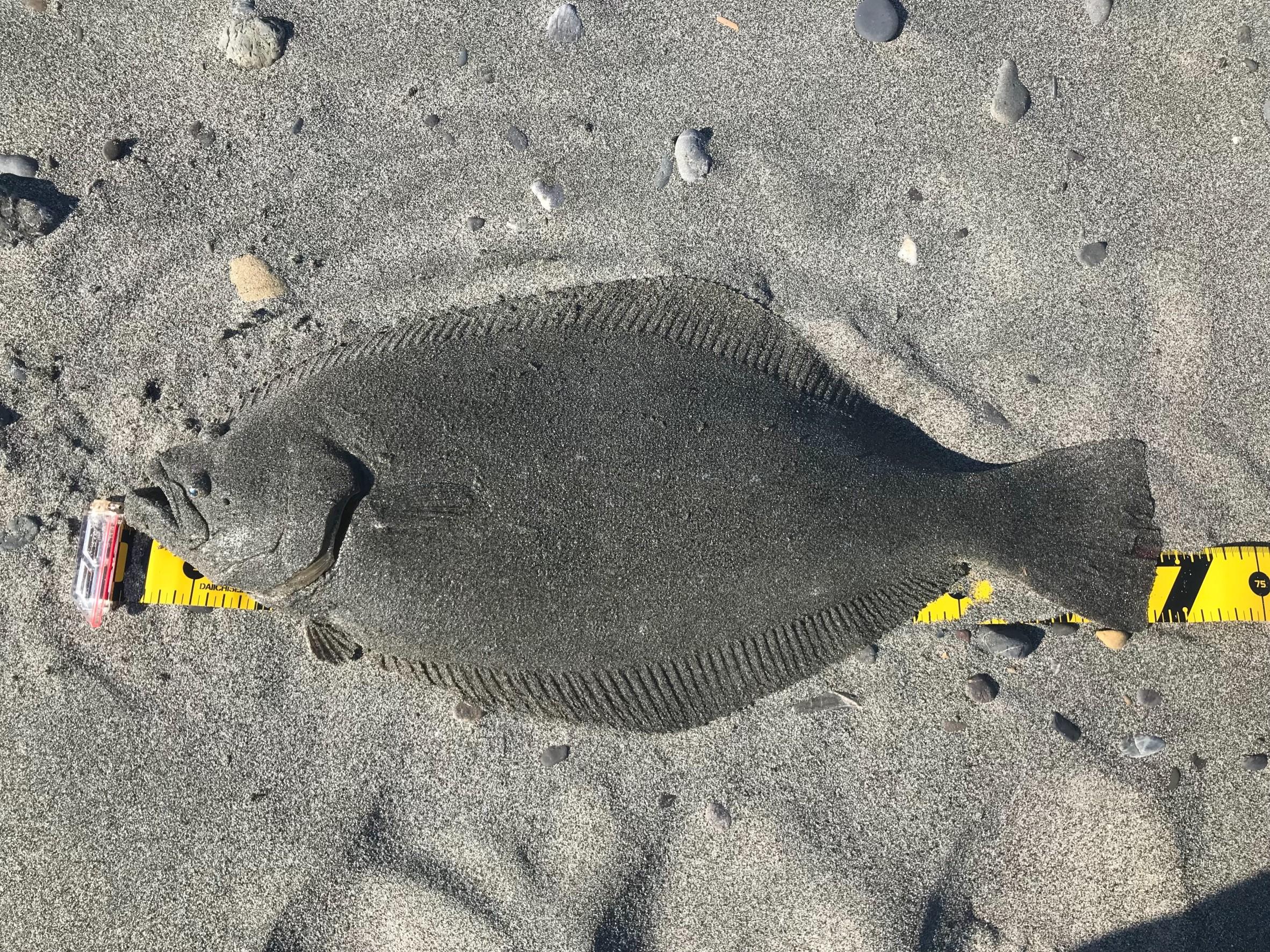 釣り場ではコノシロの群れがかなり多く接岸していました。