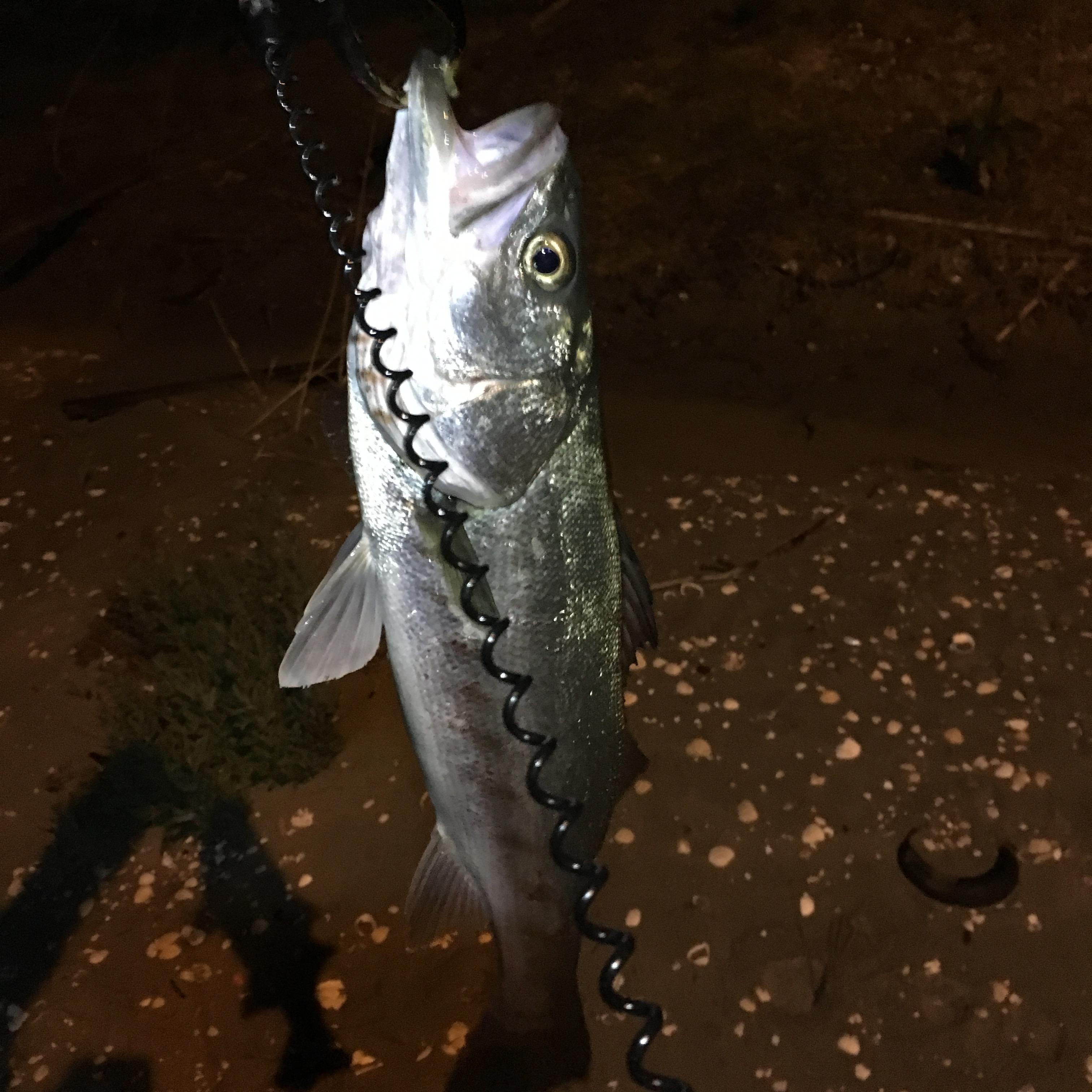 浜名湖シーバス 釣具のイシグロ 釣り情報サイト