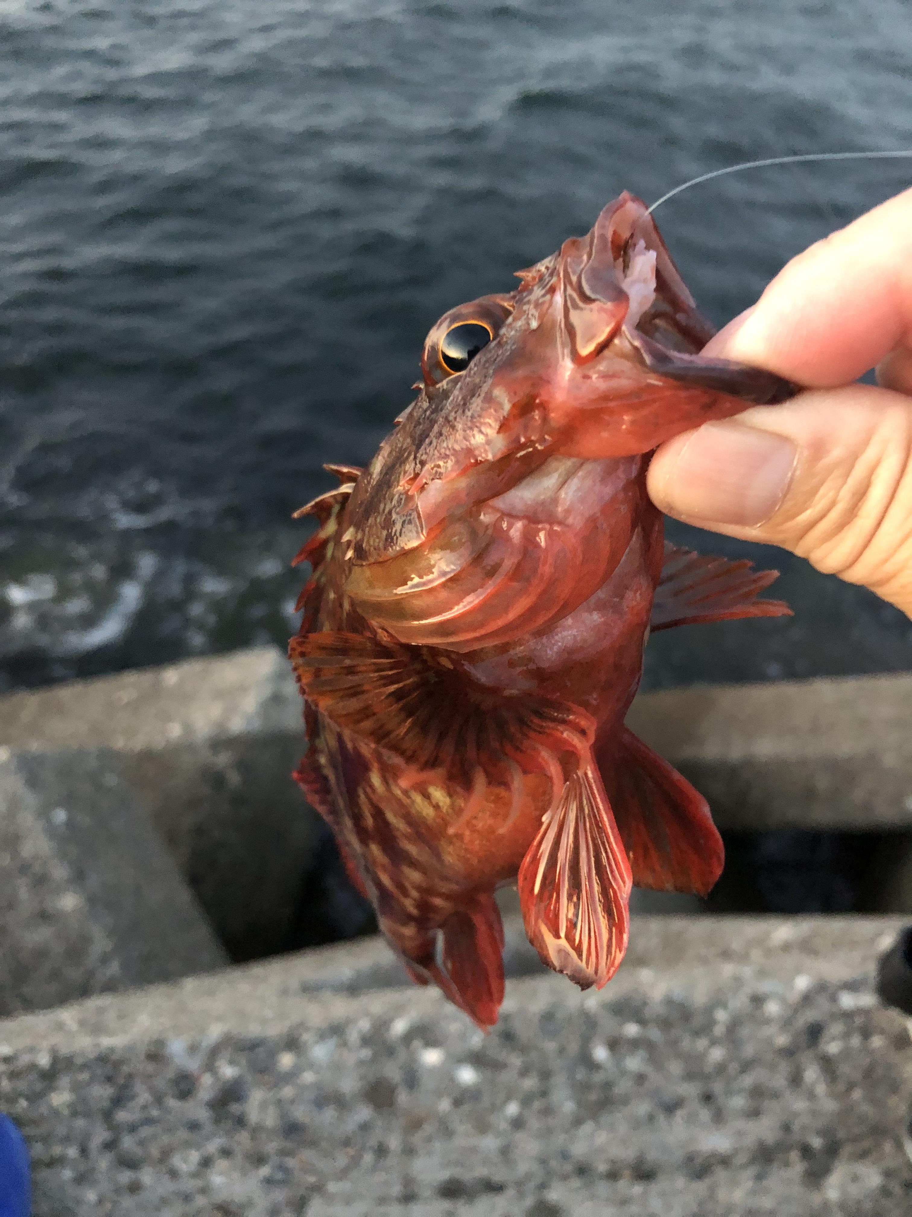 カサゴ釣れました