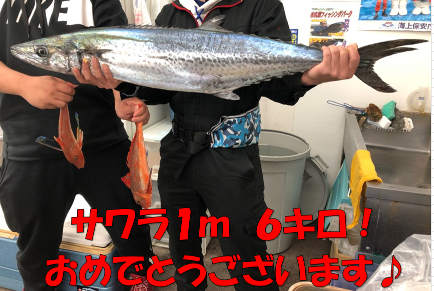 体高のある美しい魚体です＾＾