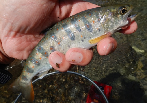 ミミズで釣れた綺麗な郡上アマゴ