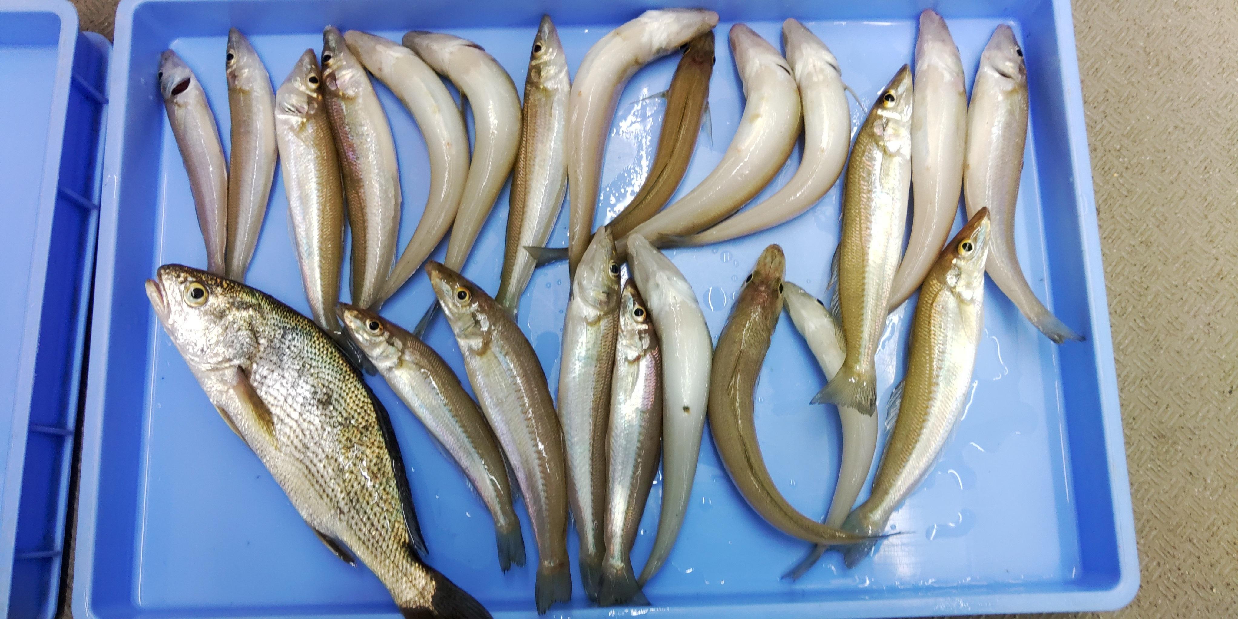 尾崎様釣果