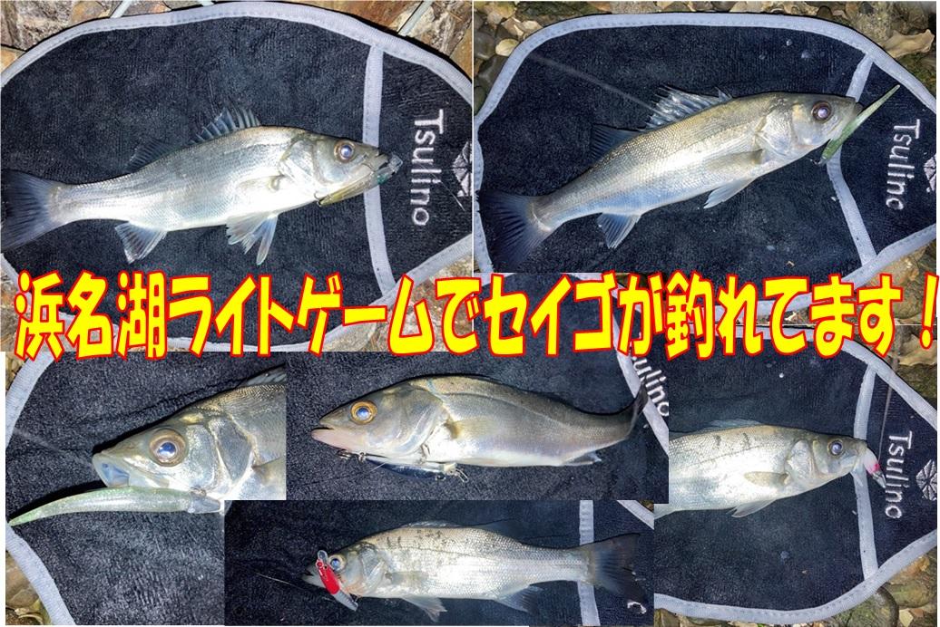 表浜名湖のルアー釣りでセイゴが釣れてます 釣具のイシグロ 釣り情報サイト