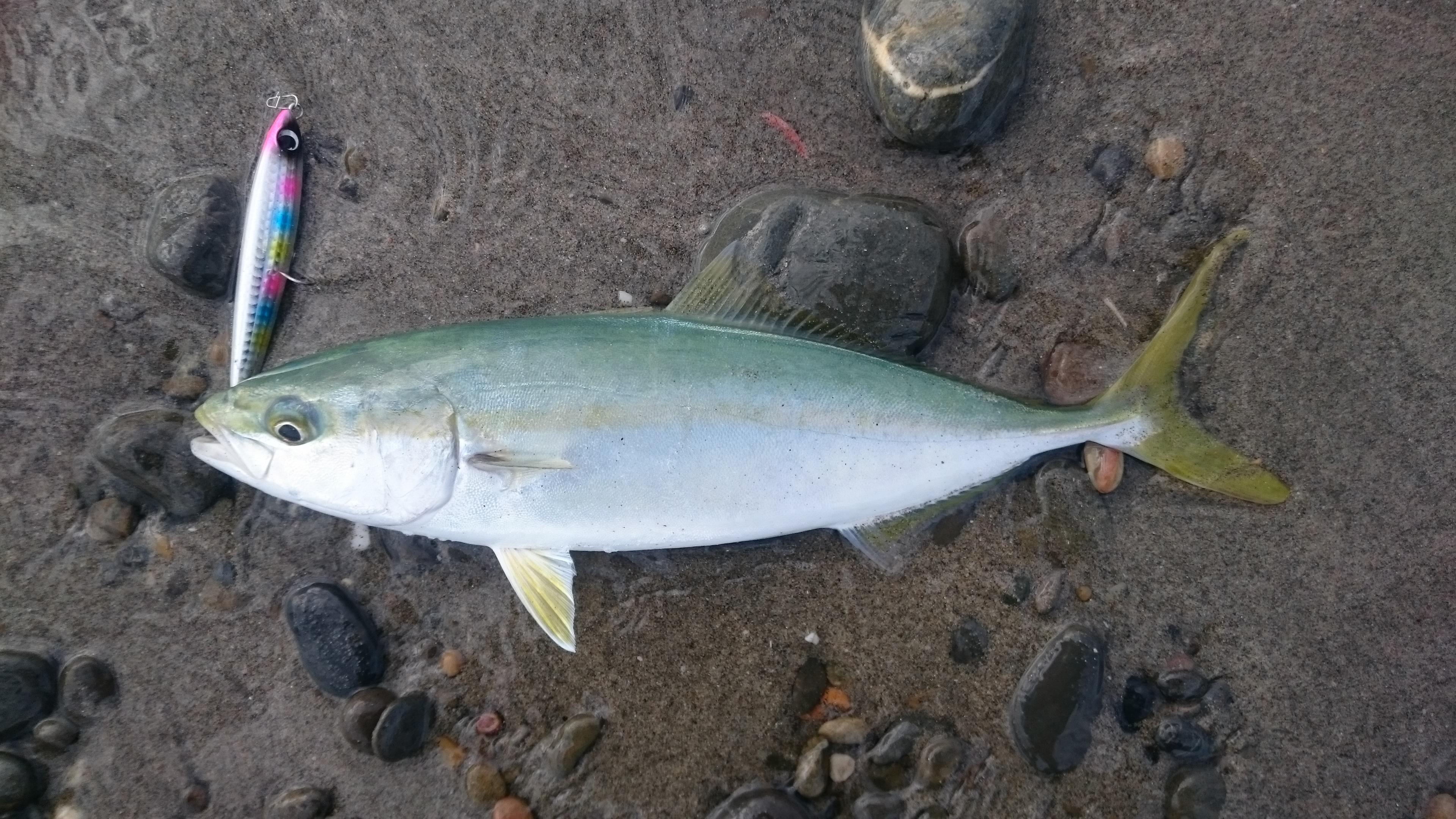 フクラギ久しぶりに釣りました。時々小さな沸きがありますがなかなか釣れないね。