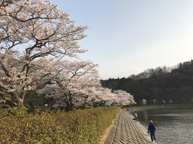 桜満開！