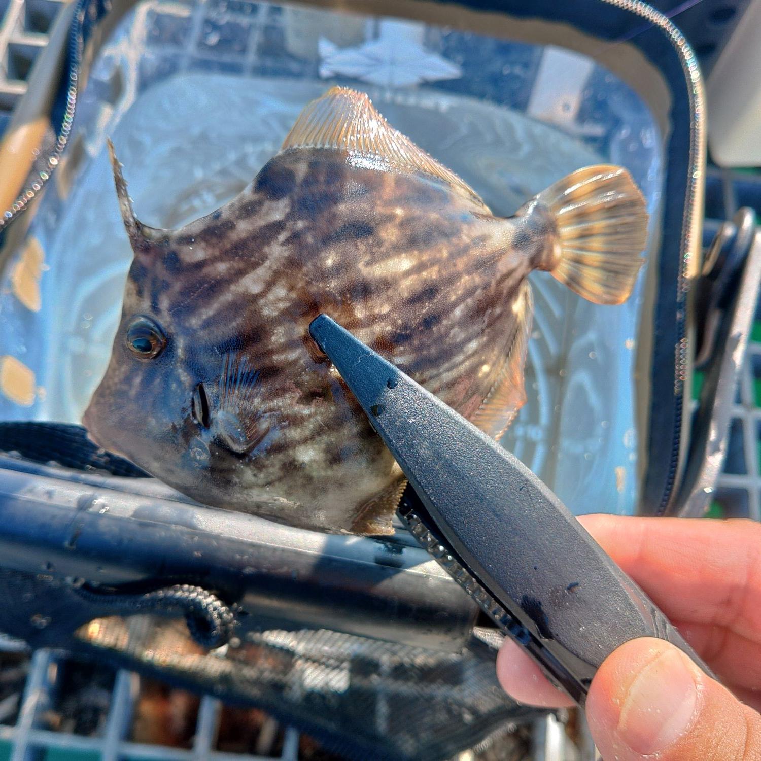 豊浜釣り桟橋で釣れるカワハギ