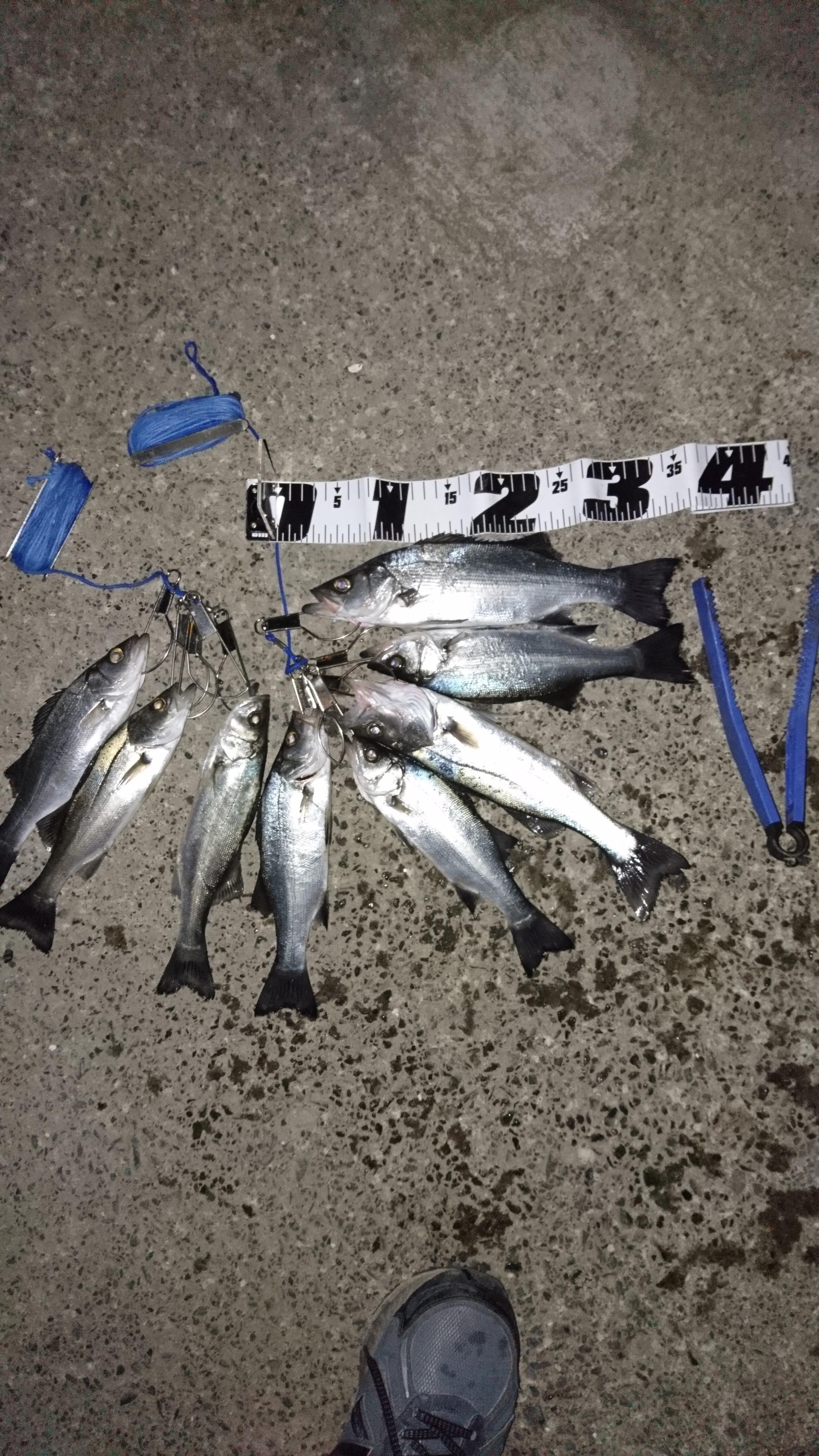 浜名湖新居 ウキ釣り セイゴ 釣具のイシグロ 釣り情報サイト