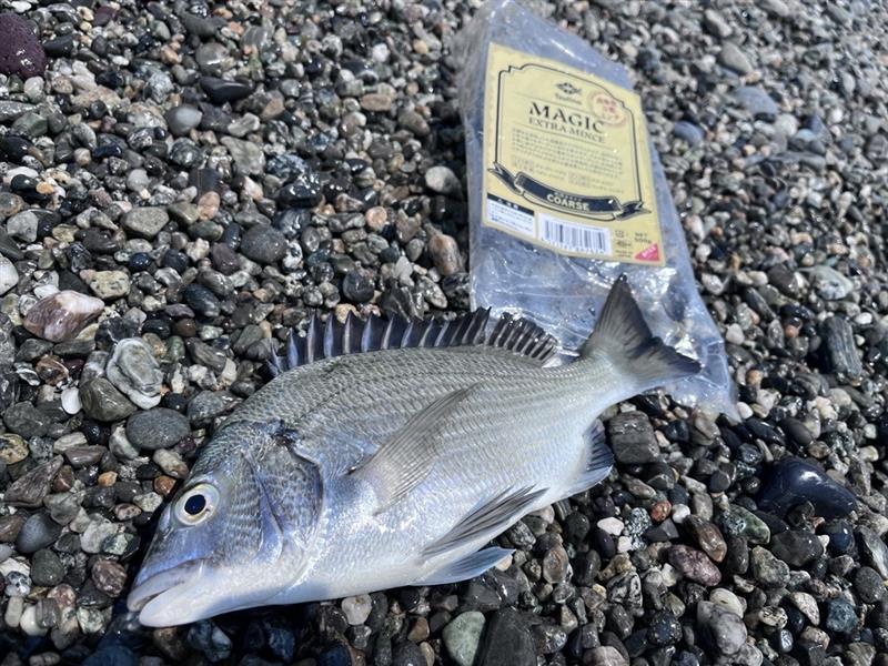 渚釣りクロダイ、短時間でしたが釣果出せました！暑いので熱中症対策を万全にして下さい！