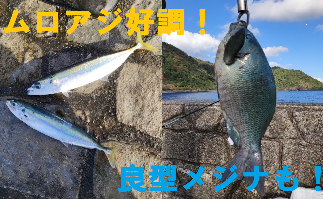 カゴ釣りでムロアジ、メジナ、などいろいろ釣れています♪