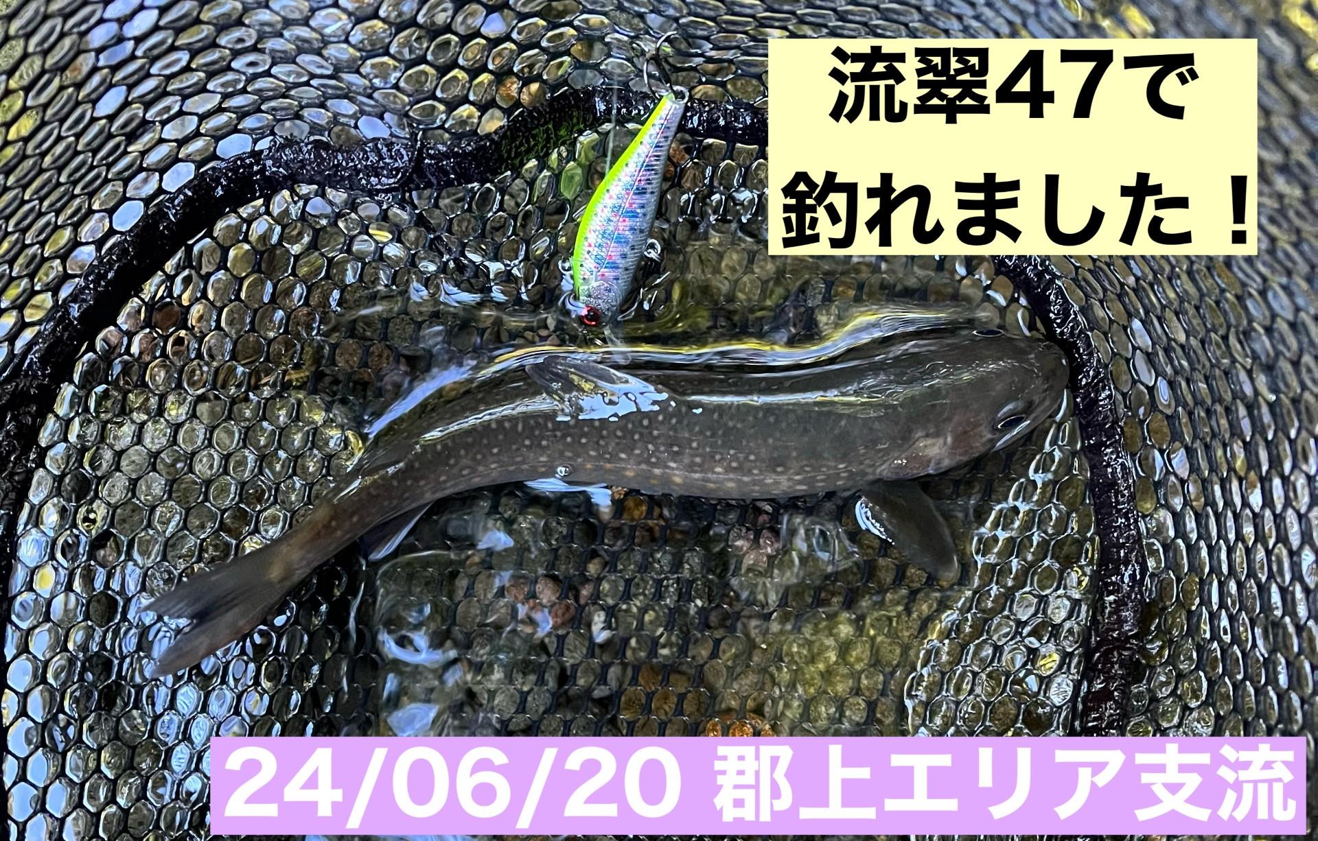 流翠釣れますね！