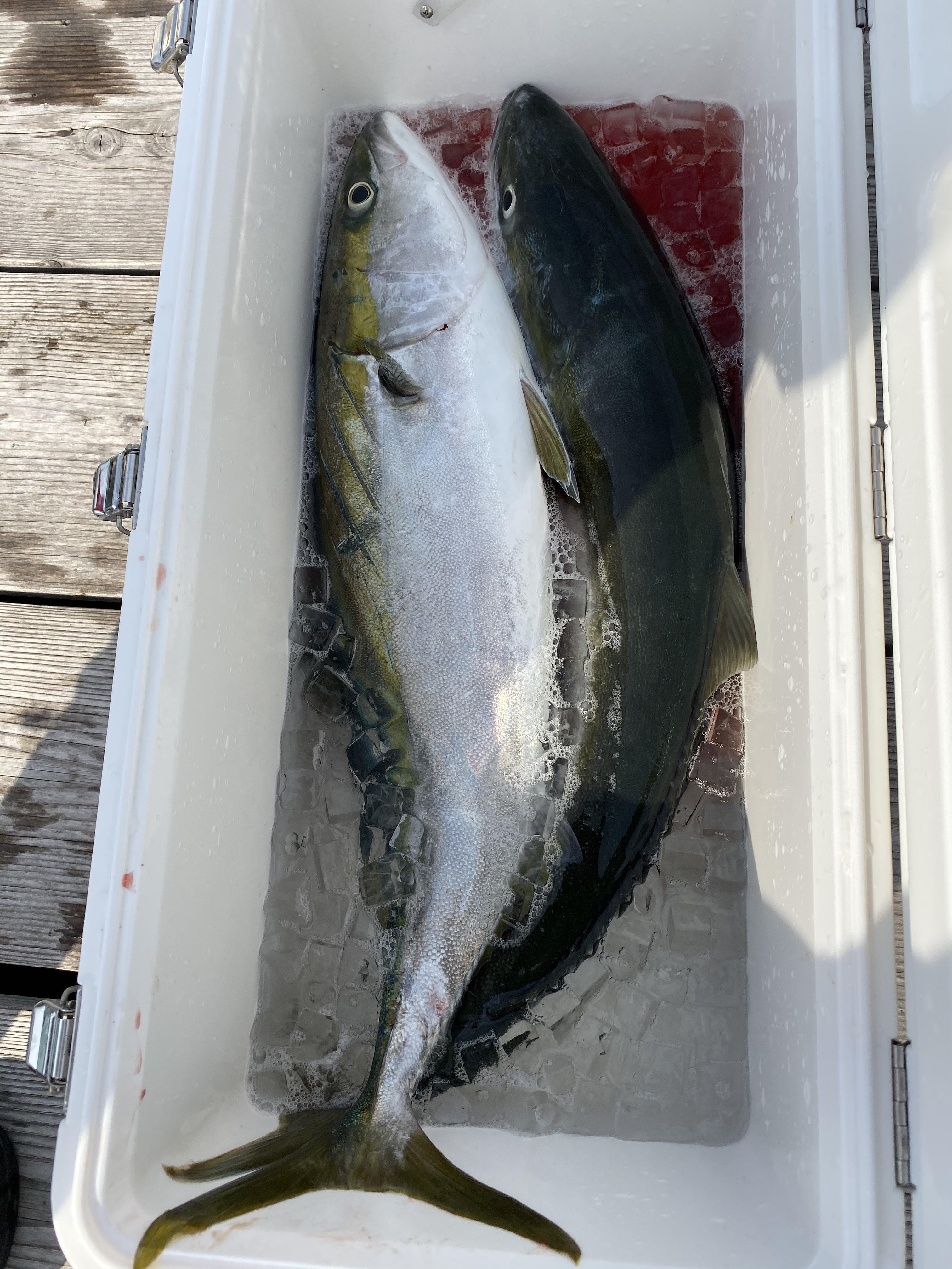 しかも連続で釣ることができました！