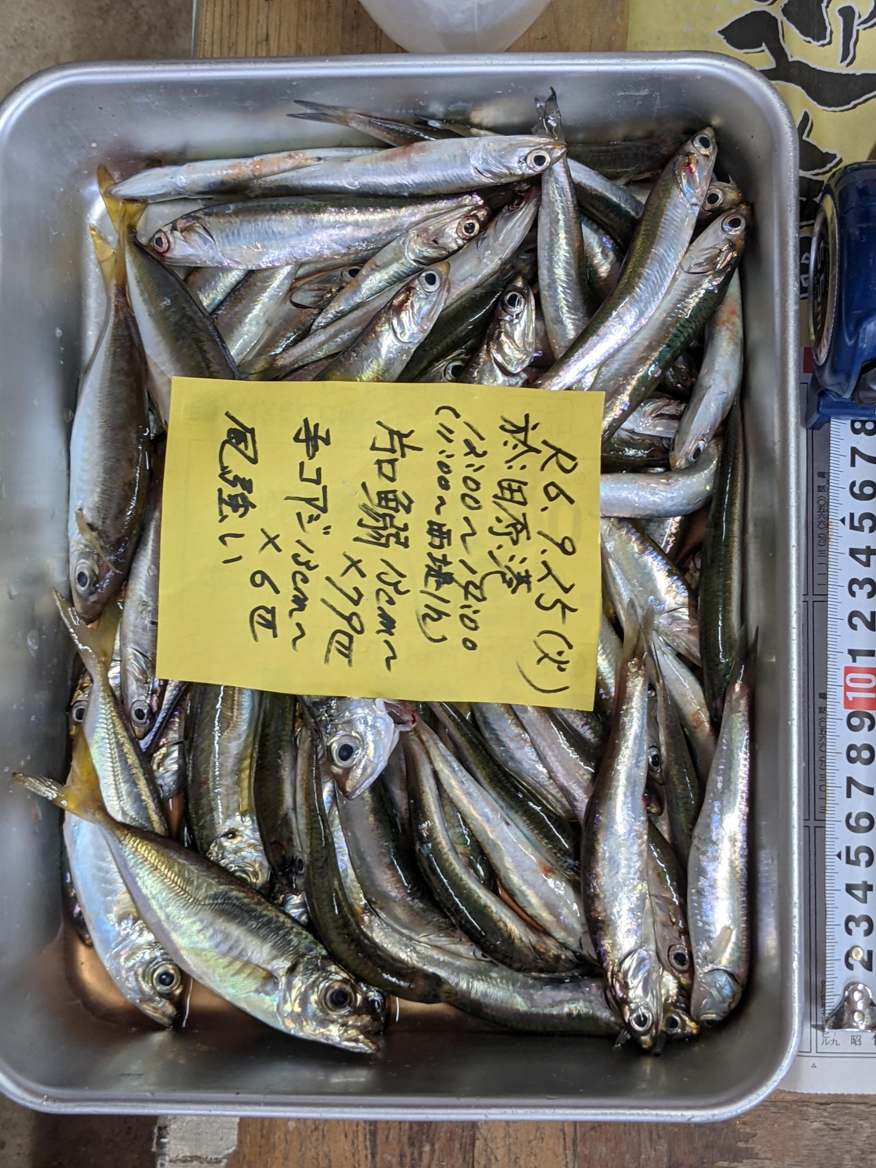 風強く釣りにくい　　　最初港西側