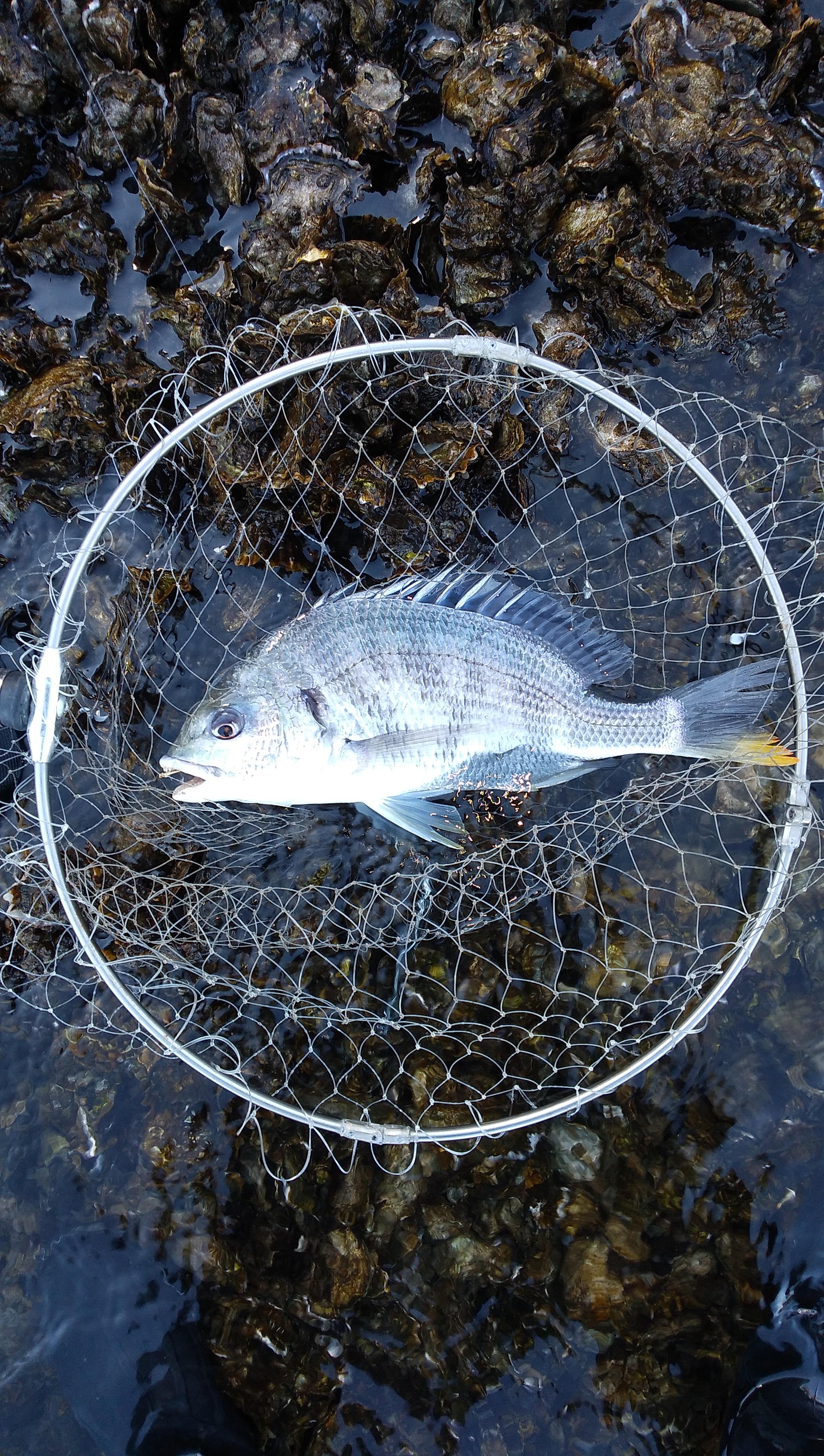 昼飯後の2投目で釣れたキビレ。