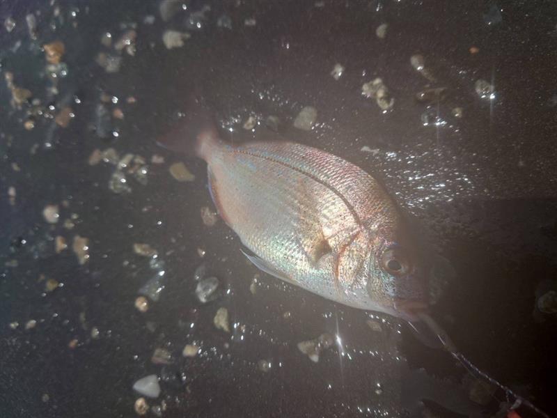 マダイの稚魚も釣れました！10倍大きくなってからまた釣りたいです。