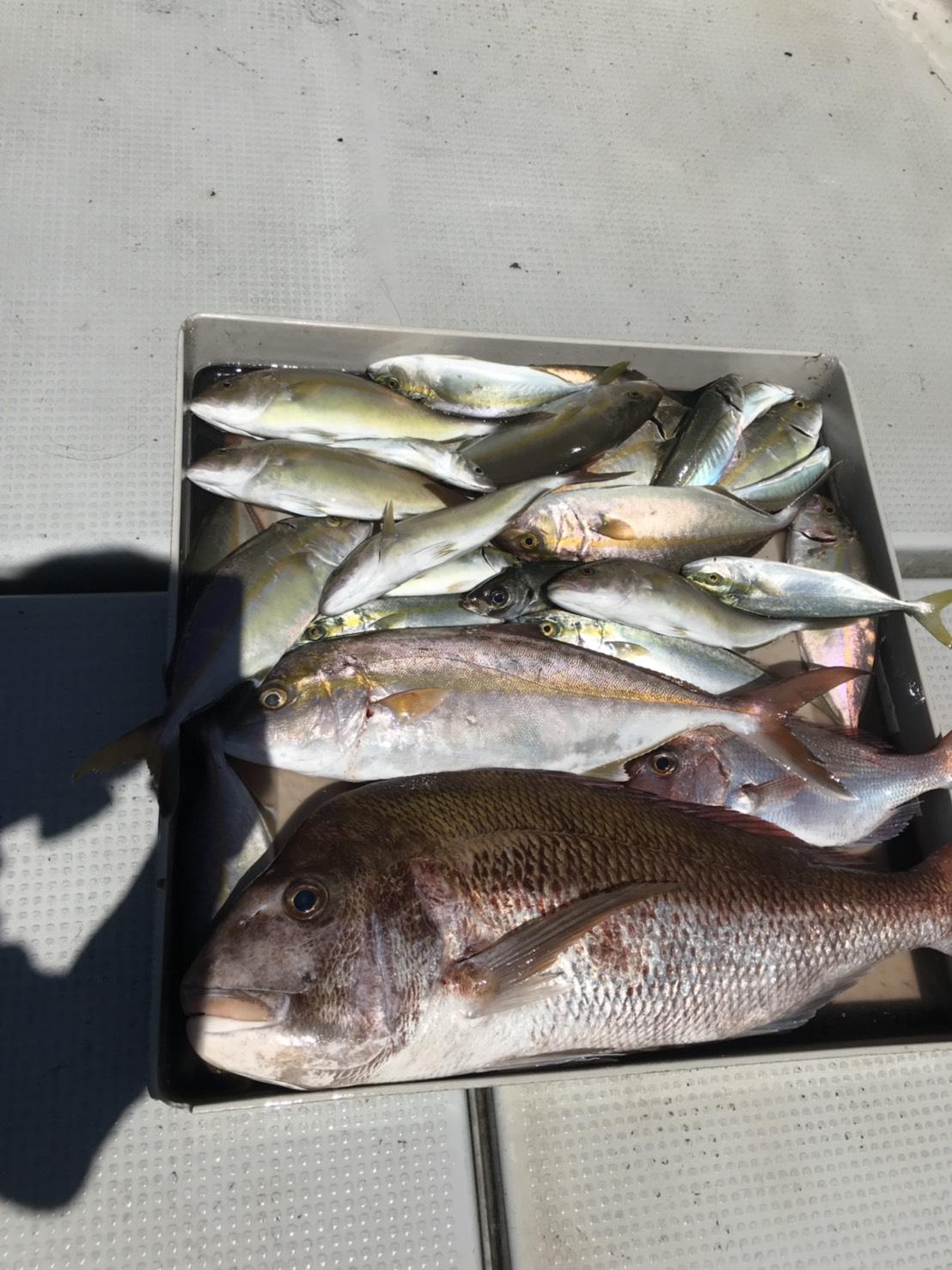 釣りガール約１時間の釣果♪　伊良湖最高！