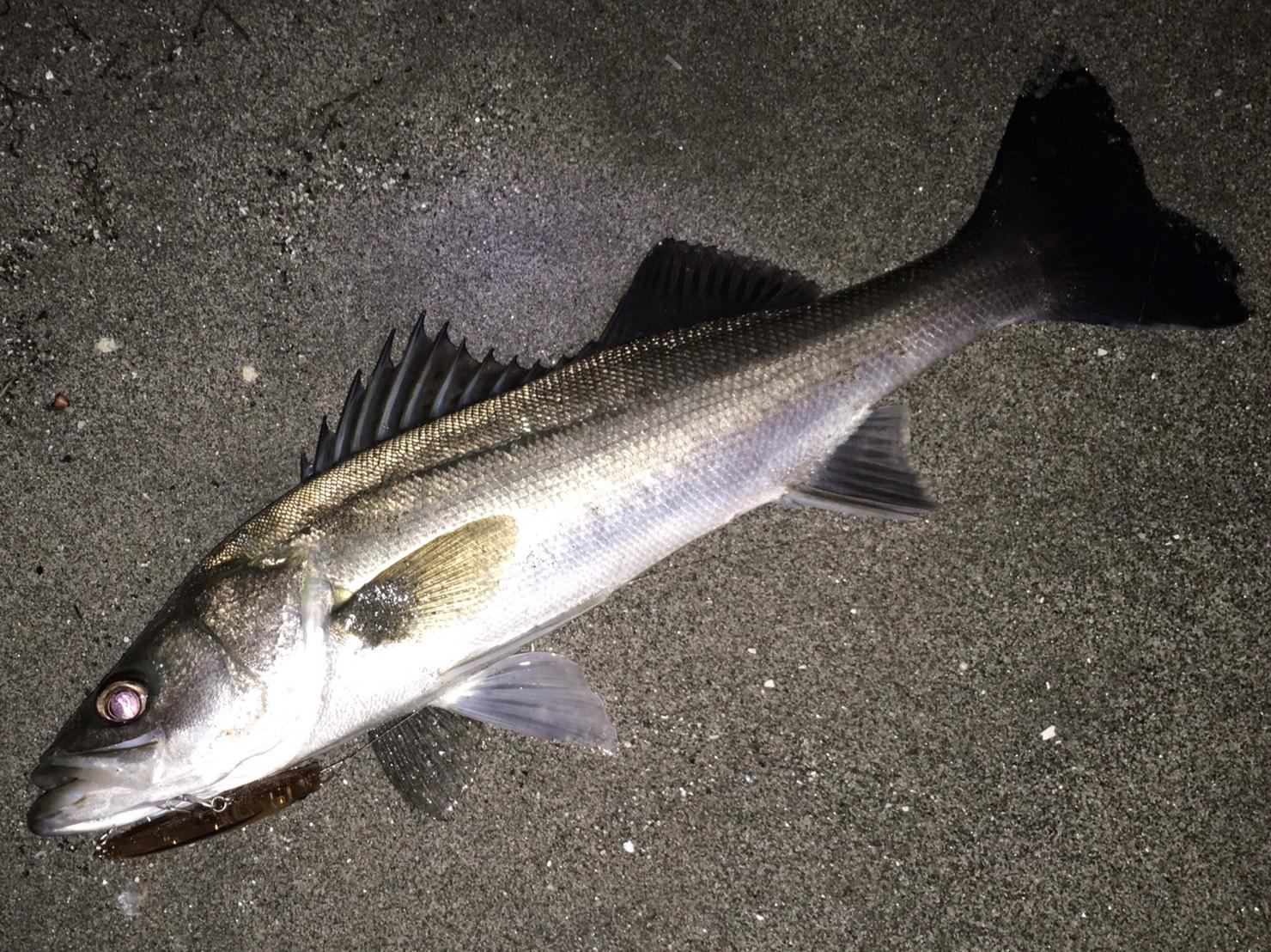 お客様釣果。サイズは出ませんでしたが狙い通りにヒットが出せたそうです。