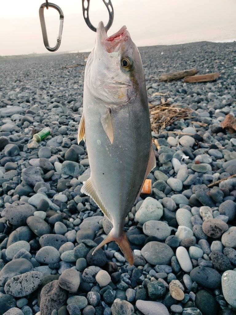 沼津サーフ釣果 ショゴが釣れました 釣具のイシグロ 釣り情報サイト