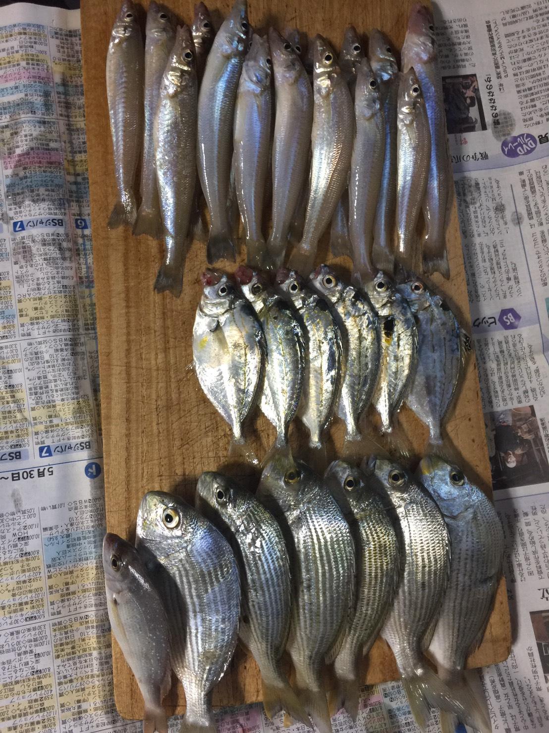 息子の釣果です。息子も久しぶりの餌釣りをかなり楽しんでました♪