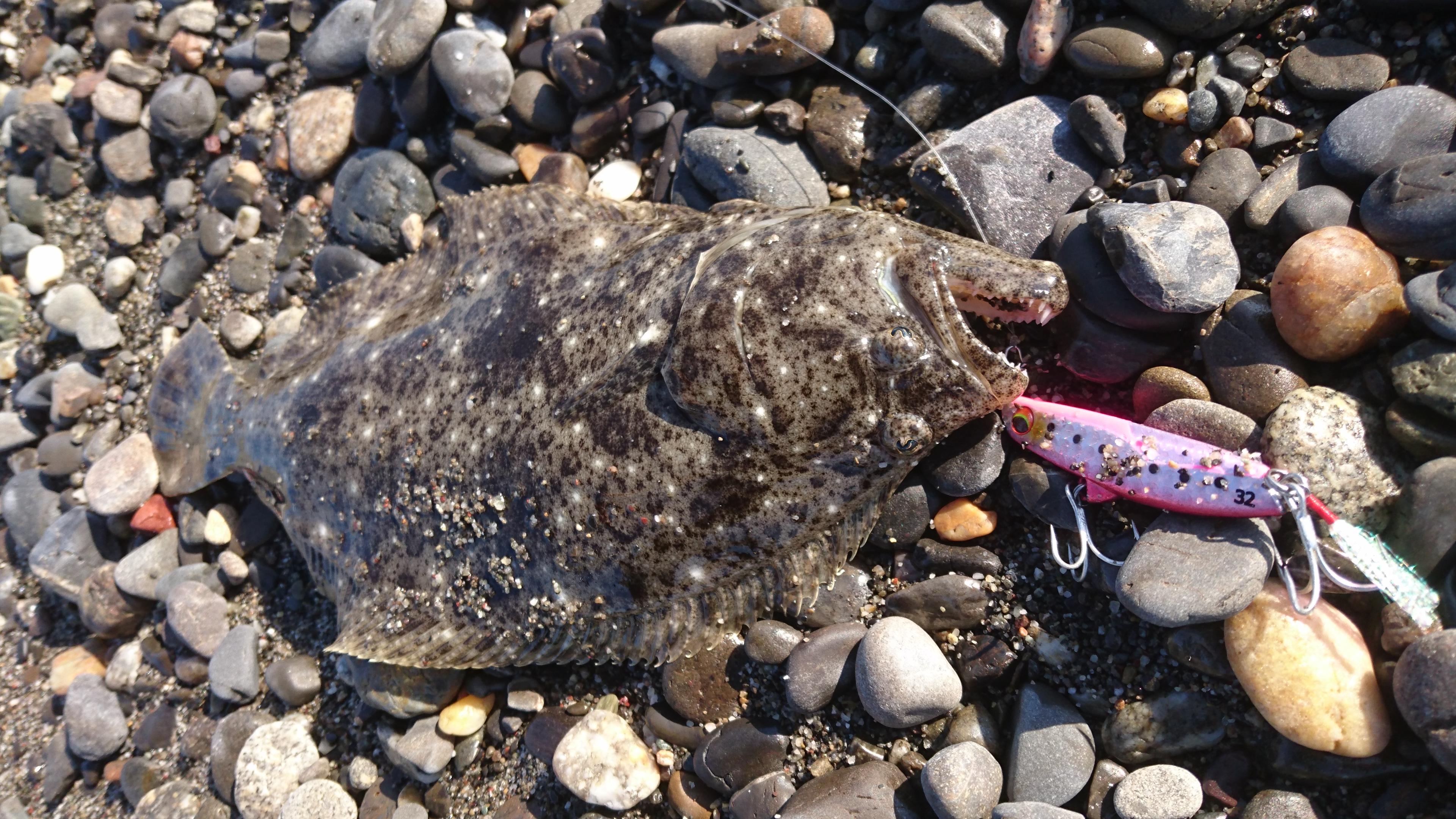 遠州サーフヒラメ釣果 釣具のイシグロ 釣り情報サイト